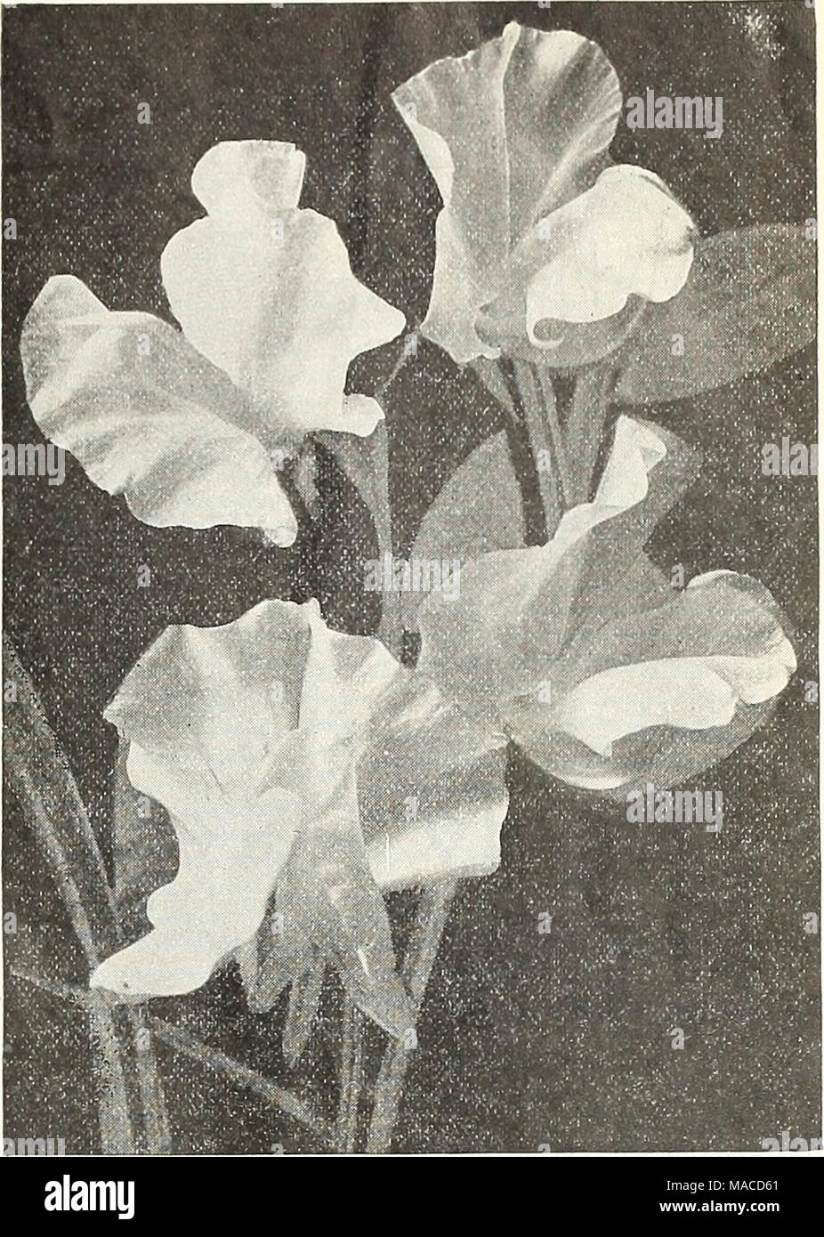 . Dreer's wholesale price list : seeds for florists plants for florists bulbs for florists vegetable seeds, fungicides, fertilizers, implements, insecticides, sundries, etc . ORCHID FLOWERED SWEET PEAS (OFFERED ON PAGE 12') Viola (Tufted Pansies). Cornuta Paplllo (Butterfly Violet). Blue . . Lutea splendens. Clear yellow .... Blue Perfection. Deep blue White Perfection. Fine white .... Hybrida Admirabilis. 14 cts. per pkt. nixed. All colors ... Odorata. Mixed. (Sweet Violet.) Tr. pkt. Oz. Viscaria. Cardinalis. Bright red Oculata Mixed. All colors Wallflower. Single Qoliath. Deep velvety brown  Stock Photo