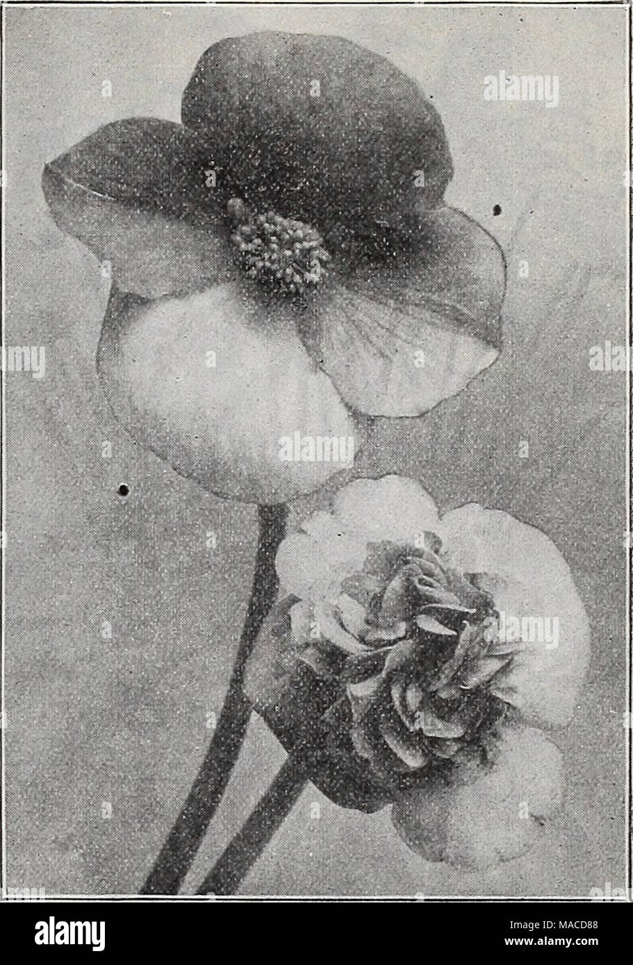 Woody Landscape Plants By Vickie Bartman Issuu