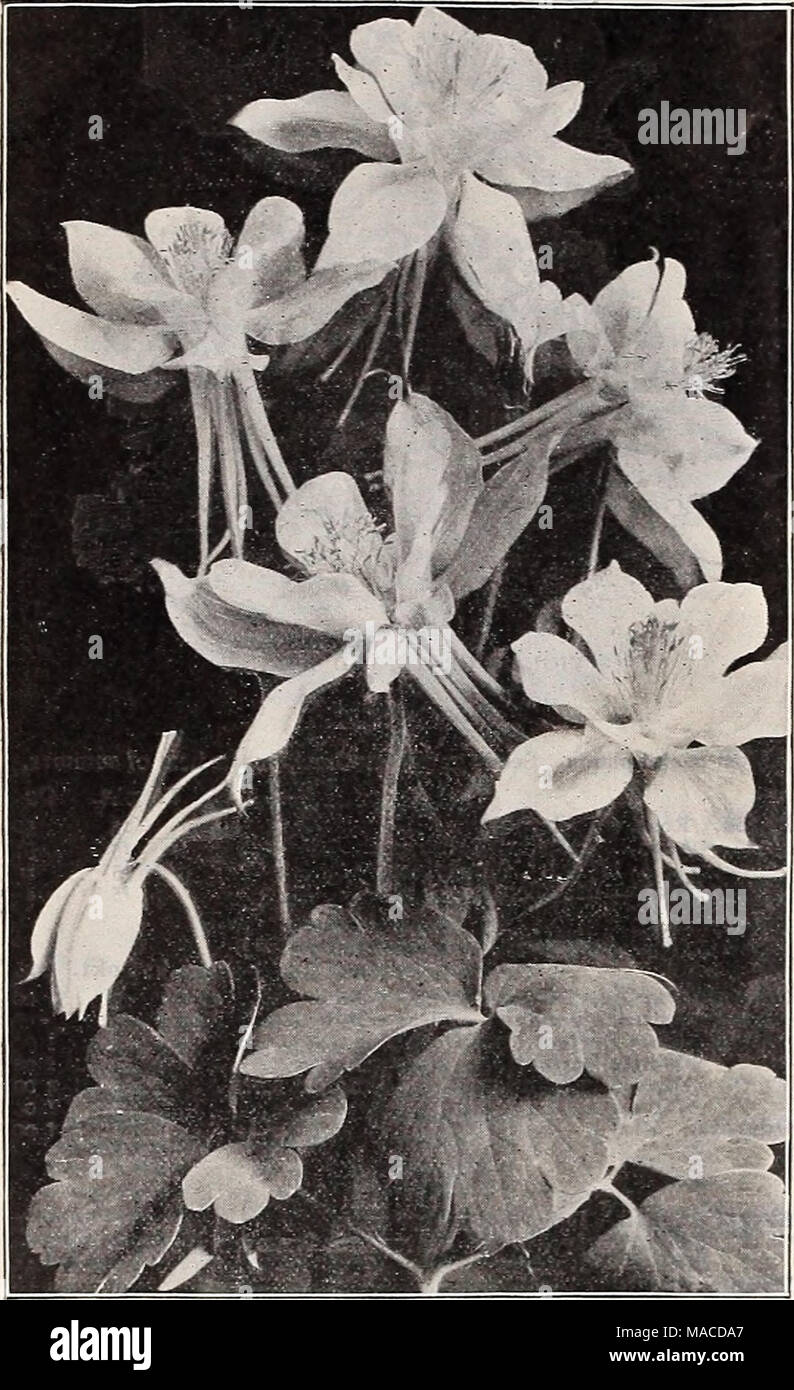 . Dreer's wholesale price list : seeds for florists plants for florists bulbs for florists vegetable seeds, fungicides, fertilizers, insecticides implements, sundries, etc . AQUILEGIA (COLUMBINE) Tr. Acanthus mollis latifolius Achillea, Ptarmica fl. pi., &quot;The Pearl&quot; (Double White Yarrow). A fine white cut flower; blooms all summer Aconitum Napellus. (Monkshood) Adonis vernalis .... Agrostemma Coronaria. Bright crimson Alyssum Saxatile Compactum. Yellow Anemone Coronaria. Mixed colors St. Brigid. Semi-double, fine Anthemis TinctoriaKelwayl . . Aquilegia Callfornica Hybrida. Mixed colo Stock Photo