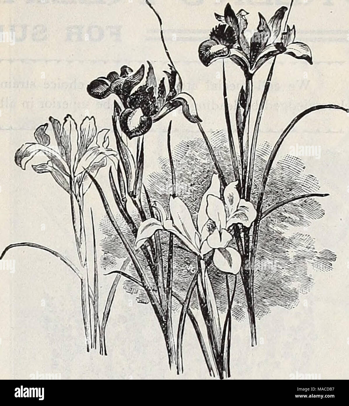 . Dreer's wholesale price list : seeds for florists plants for florists bulbs for florists vegetable seeds, fungicides, fertilizers, insecticides implements, sundries, etc . SPANISH IRIS Oxalis. Bermuda Buttercup. Extra strong . Bowiei. Rosy crimson, fine .... Cernuuafl.pl. Double yellow. . Grand Duchess. Pink White . . &quot; &quot; Lavender Versicolor. Red, violet and white . Mixed. All colors Per 100 Per 1000 $085 $7 50 I 00 q 00 I 50 12 GO 85 7 00 85 7 00- 85 7 00 60 5 00 50 3 50 Puschkinia. Libannotica (Striped Squill) 9 CO' Ranunculus. Persian. Double, all colors mixed Turban. Double, al Stock Photo