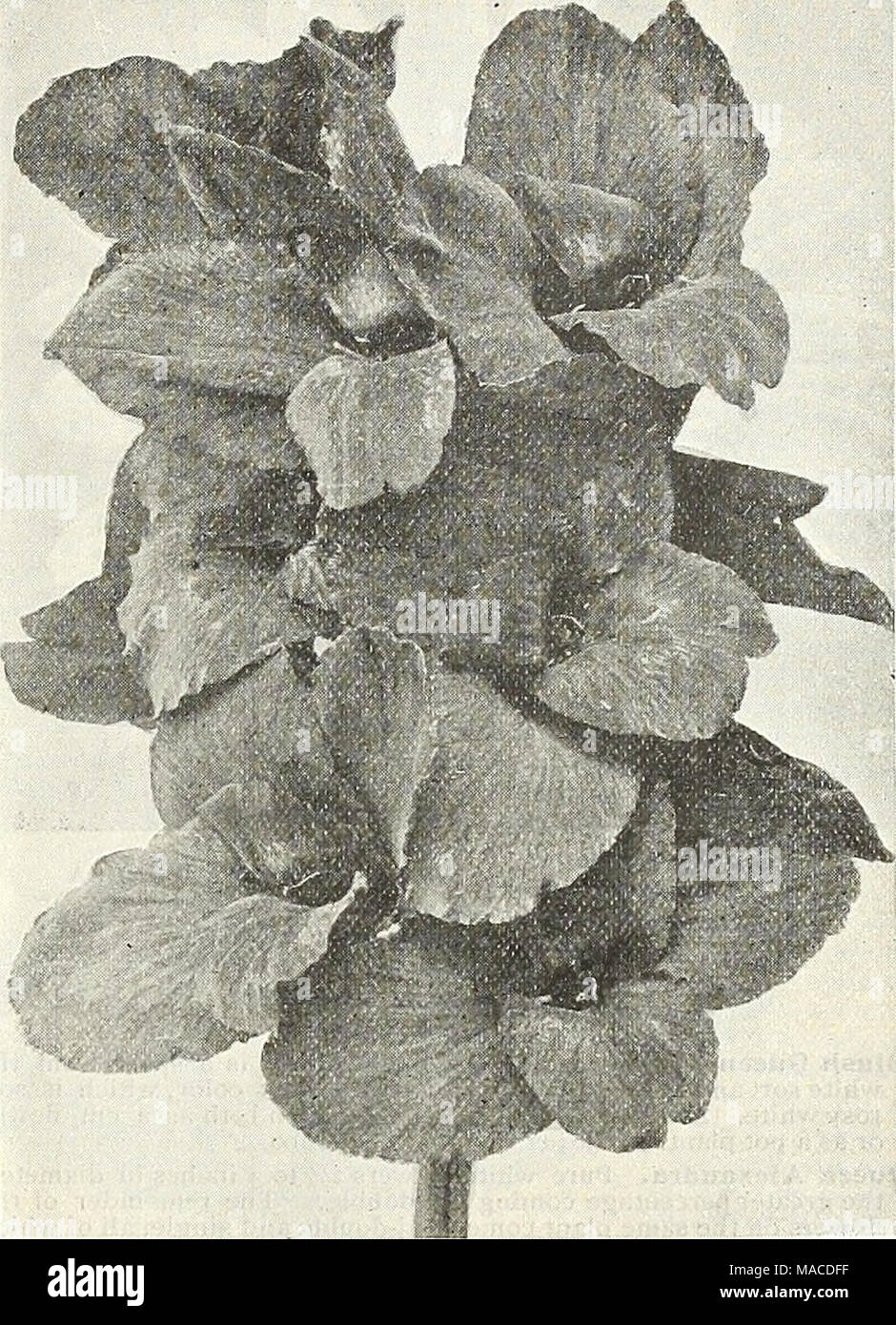 . Dreer's wholesale price list : seeds for florists plants vegetable seeds, tools, fertilizers, sundries, etc . ORCHID-FLOWERED CANNA, KING HUMBERT (offered on page 22) New Carnations of 1907âContinued. Bonnie Maid. Edged white, shading to a pink centre, similar to Prosperity. $1.00 per doz.; $6.00 per 100; $50.00 per 1000. Imperial. A fine variegated variety; exceptionally strong grower. $1.00 per doz.; $6.00 per 100 , $50.00 per loco. Pink Imperial. A beautiful pink sort of Imperial. $1.00 per doz.; $6.00 per 100; $50.00 per 1000. Red Riding Hood. Clear shade of scarlet; clean grower. $1.00  Stock Photo