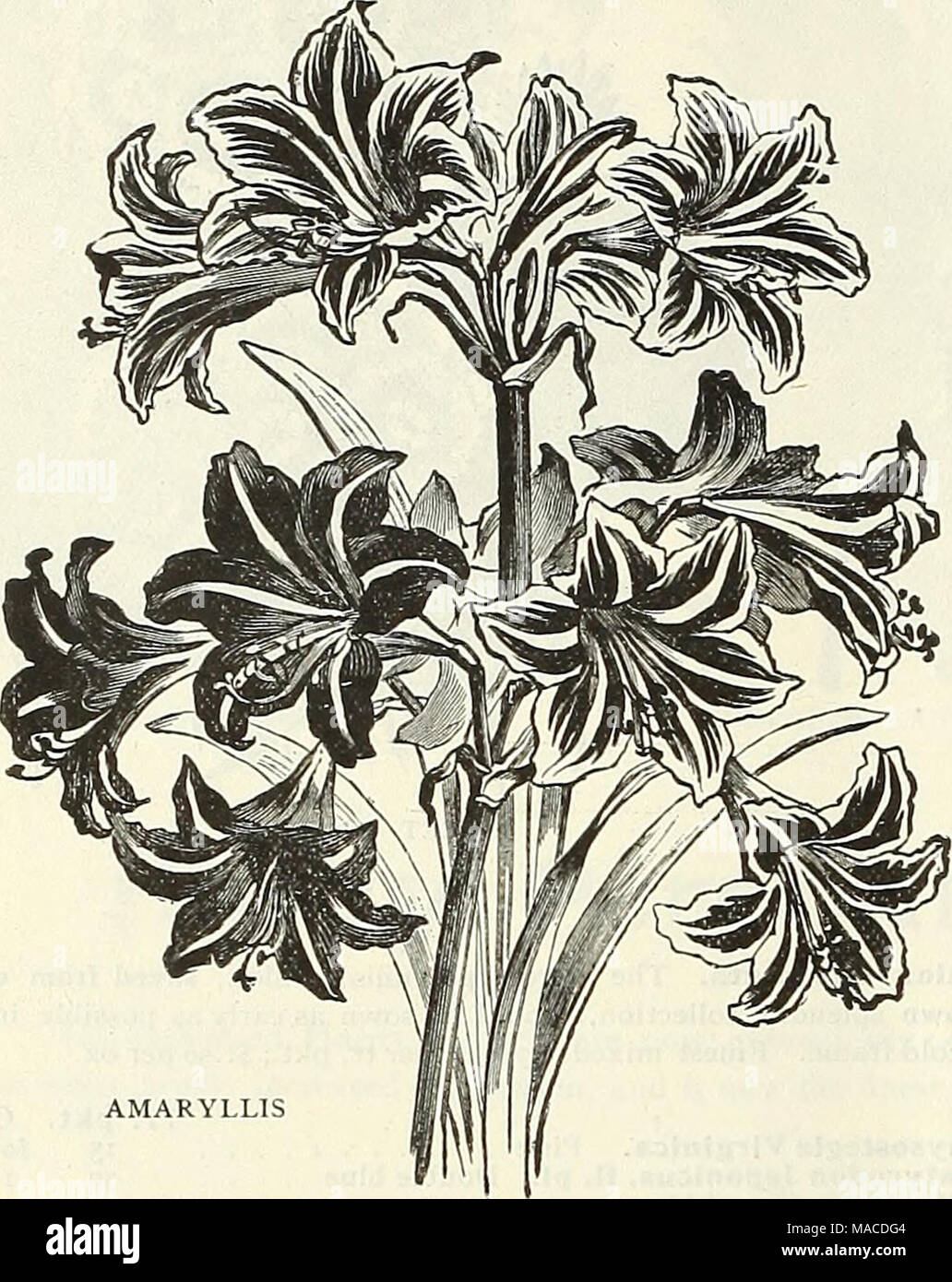 . Dreer's wholesale price list : seeds for florists plants vegetable seeds, tools, fertilizers, sundries, etc . AMARYLLIS Amaryllis. ] Burbank's Hybrids. We have secured from Mr. Luther Burbank, the eminent hybridizer, the entire stock of his magnificent hybrids. All large bulbs that will give immediate results Aulica Platypetala Defiance Equestre Formosissima ... $4.00 per 100 Johnsonii. Extra large strong hills - $25.00 per ioo Prince of Orange Soiandriflora conspicua Vitatta Hybrids ch Per doz. 5° 15 00 SO 5 00 40 4 00 10 1 00 °5 50 30 3 5° 40 4 00 5° 5 00 3° 3 00 Amorphophallus. Rivieri. S Stock Photo
