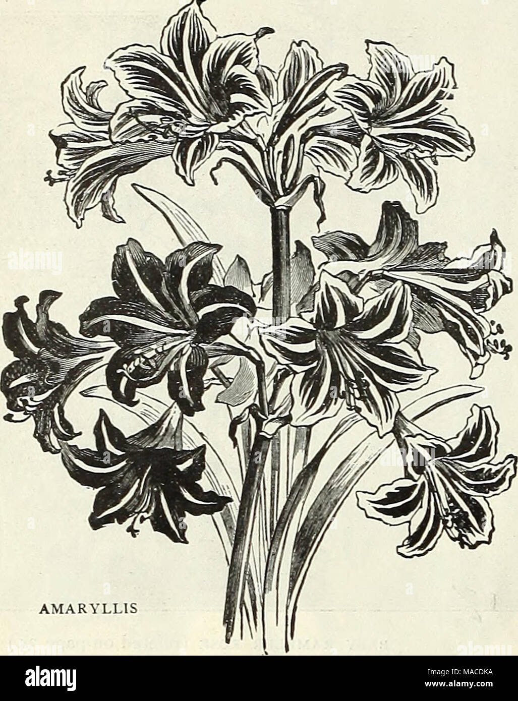 . Dreer's wholesale price list : seeds for florists plants vegetable seeds, tools, fertilizers, sundries, etc . AMARYLLIS Amaryllis. Burbank's Hybrids. We have secured from Mr. Luther Burbank, the eminent hybridizer, the entire stock of his magnificent hybrids. All large bulbs that will give immediate results . . Aulica Platypetala Defiance Equestre Formosissima $4.00 per 100 Johnsonii $15.00 per 100 Prince of Orange Solandriflora conspicum Vitatta Hybrids Each Per doz. 50 $5 00 50 5 00 40 4 00 10 1 00 05 50 20 2 00 40 4 00 5° 5 00 3° 3 00 Amorphophallus. Rivieri. Strong bulbs . 30 3 00 Tubero Stock Photo