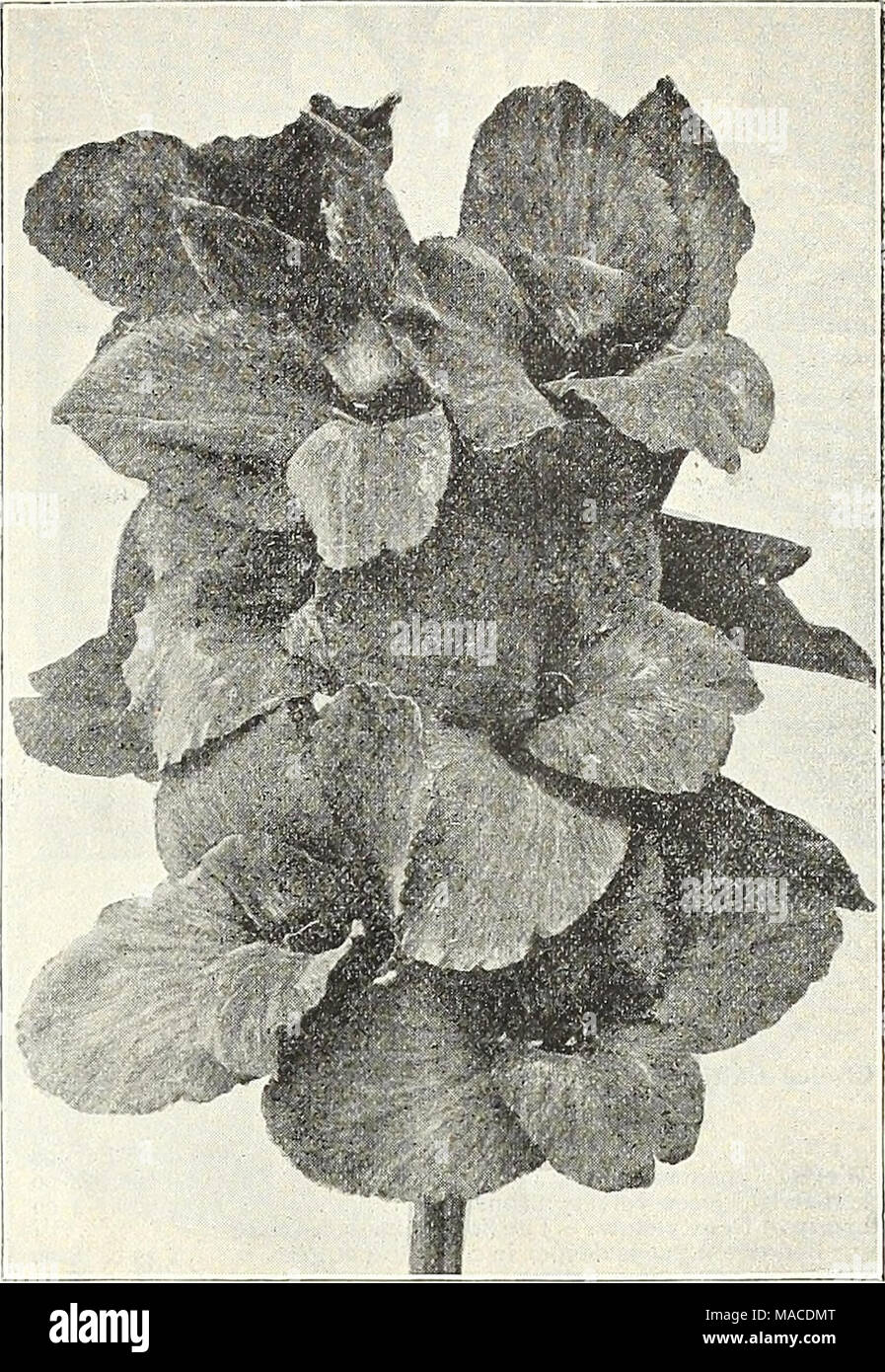. Dreer's wholesale price list : seeds for florists plants vegetable seeds, tools, fertilizers, sundries, etc . ORCHID-FLOWERED CANNA, KING HUMBERT (offered on page I 8) New Carnations of 1907âContinued. Bonnie Maid. Edged white, shading to a pink centre, similar to Prosperity. $1.00 per doz.; $6.00 per ioo; $50.00 per 1000. Imperial. A fine variegated variety ; exceptionally strong grower. $1.00 per doz.; $6.00 per 100 , $50.00 per ioco. Pink Imperial. A beautiful pink sort of Imperial. $1.00 per doz.; $0.00 per ioo ; $50.00 per 1000. Red Riding Hood. Clear shade of scarlet; clean grower. $1. Stock Photo
