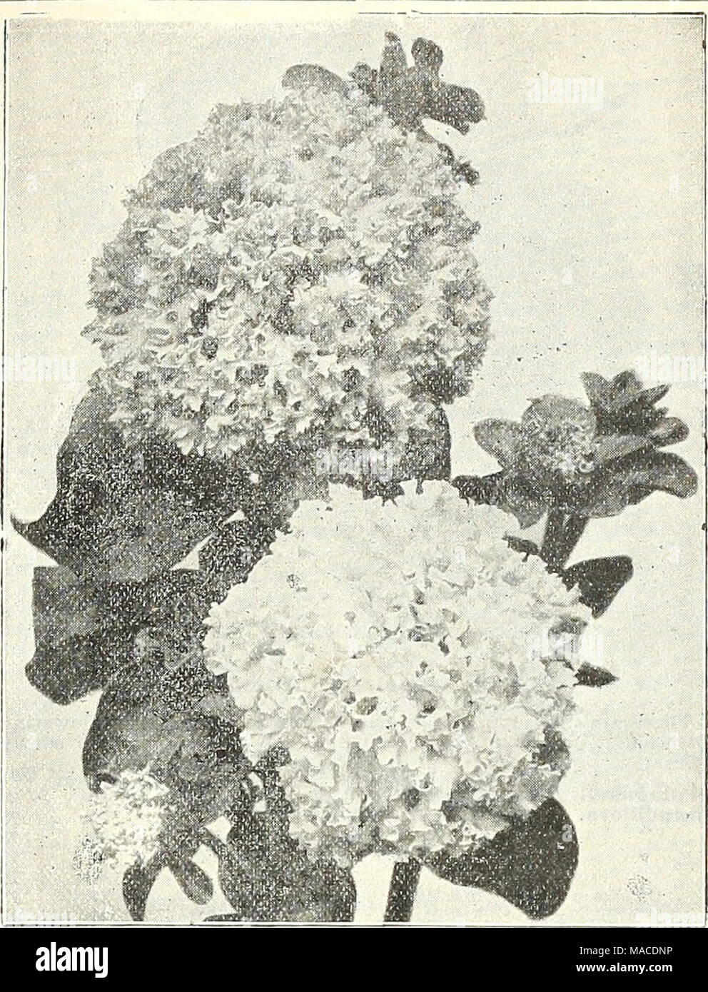 . Dreer's wholesale price list : seeds for florists plants vegetable seeds, tools, fertilizers, sundries, etc . DREER'S SUPERB DOUISLE-FRINGED PETUNIA Petunia. Our Riverton grown strain of Double and Single Fringed Petunia have long been celebrated as the best on the market. We keep con- tinually culling out and hybridizing and thus maintain the high standard. We frequently test stocks from the world's best growers and can say, without fear of contradiction, that our own strain is by far the best to be had at any price. Note.â We would especially call the attention of every florist who grows D Stock Photo