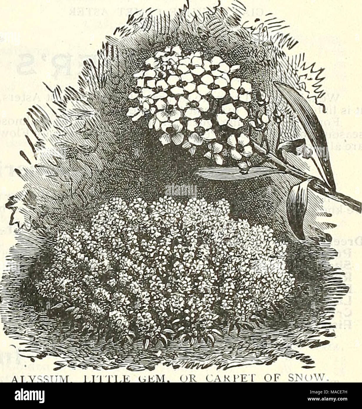 . Dreer's wholesale price list for 1905 : flower seeds decorative hardy garden greenhouse and other plants bulbs vegetable seeds, tools, fertilizers, insecticides, sundries, etc . ALYSSUM, LIITLE UEM AKTET OF SNOW. Arenaria. Yellow Umbellata. Lilac Tr pkt. Oz. '5 Jo 50 10 25 Choicest Mixed Varieties . Abutilon. 3Â° Fine Mixed Sorts Acacia. Acroclinium (Everlasting) Single Mixed colors Double &quot; &quot; 2 50 Cirrhosa (Allegheny Vine -Estivalis (Flos Adonis)'. Adlumia. Adonis. Agathea. â Cu? lest is. (Blue Daisy) 25 1 00 Ageratum (Floss Flower). Splendid bedding plants; should be sown early t Stock Photo