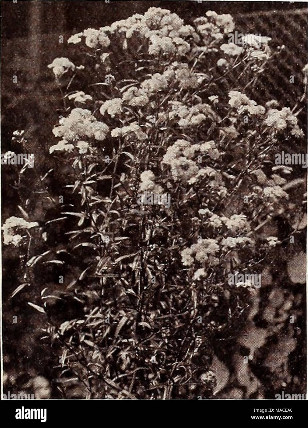 . Dreer's wholesale price list : plants seeds aquatics bulbs, etc. vegetable seeds, tools, fertilizers, sundries, etc . ACHILLEA &quot;THE PEARL&quot; Acanthus. (Bear's Breech.) Per doz. Mollis. 4-inch, pot-grown }i 25 &quot; Latifolius. 4-inch, pot-grown 1 25 Achillea. (Milfoil.) Eupatorium. Strong, 4-inch pots 75 Pilipendula. &quot; &quot; &quot; 75 Millefolium Roseum. 3-inch pot-grown 75 The Pearl. 3-inch pot-grown 75 Tomentosum. 3-inch pots 1 00 Aconitum. (Monkshood.) Autumnale 1 25 Fisheri. Strong 1 50 Lycoctonum. Strong 1 25 Napellus. Strong 1 25 Actaea. (Baneberry.) Spicata (White Baneb Stock Photo