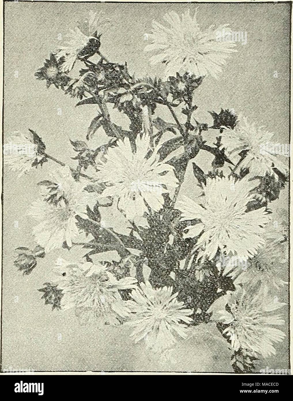 . Dreer's wholesale price list for 1904 : flower seeds decorative hardy garden greenhouse and other plants bulbs tools, fertilizers, insecticides, sundries, etc . Sedum. (Stonecrop.) Per doz. Acre. Clumps Jo 50 ..... 75 Album. Divisions Marginata Alba. Clumps . . Pulchellum. Divisions .... Sexangulare. Divisions . Spectabilis. Clumps Spurium coccineutn. Clumps STOKESIA CYANEA Ranunculus, r Buttercup ) Per doz. Per 100 Acris Flore Plena. Strong divisions . . ?o 75 $6 00 Aconitifolia Flore Plena i 00 S 00 Rudbeokia. (Cone Flower.) Fulgida. Strong plants i 00 Golden Glow. Strong clumps . &quot; & Stock Photo