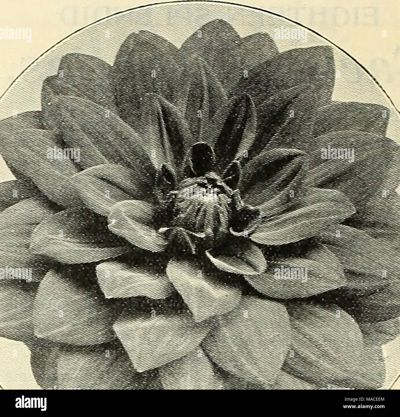 Dreer's wholesale price list for 1904 : flower seeds decorative hardy  garden greenhouse and other plants bulbs tools, fertilizers, insecticides,  sundries, etc . M'^iSfw DECORATIVE DAHLIA, ADMIRAL DEWEY Wilhelm Miller.  Brilliant