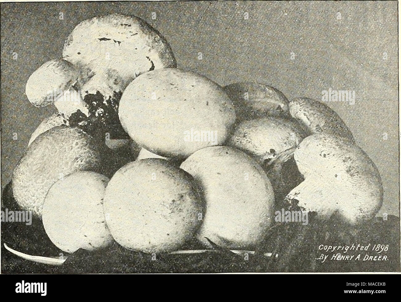 champion sets wholesale