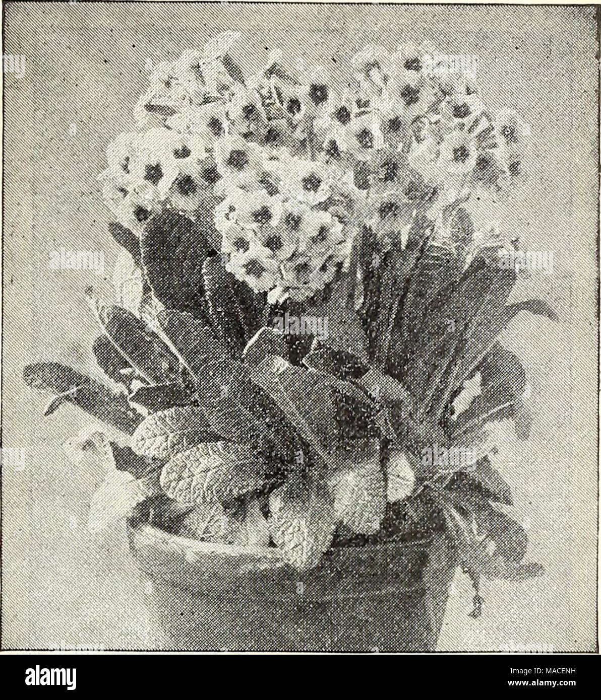 . Dreer's wholesale price list for 1903 : flower seeds, bulbs plants tools, fertilizers, insecticides, sundries, etc . PRIMULA VERIS SUPERBA Per doz. Per 100 Plumbago, (Lead Wort.) Larpentae. Strong divisions $1 25 $10 00 Polemoninm. (Jacob's Ladder.) Coeruleum. 3-inch pots 1 00 8 00 Richardsoni. 3-inch pots ... ... 1 50 &quot; Alba. 3-inch pots 1 00 8 00 Potentilla. (cinquefoii.) Formosa. Strong divisions 75 6 00 Mac Nabiana. &quot; &quot; 75 6 00 Phoenix. &quot; &quot; . 75 6 00 Splendidissima.&quot; &quot; 75 6 00 Pyrethrum. Hybridum. Choice mixed Seedlings, clumps 1 00 8 00 Uliginosum. (Gi Stock Photo