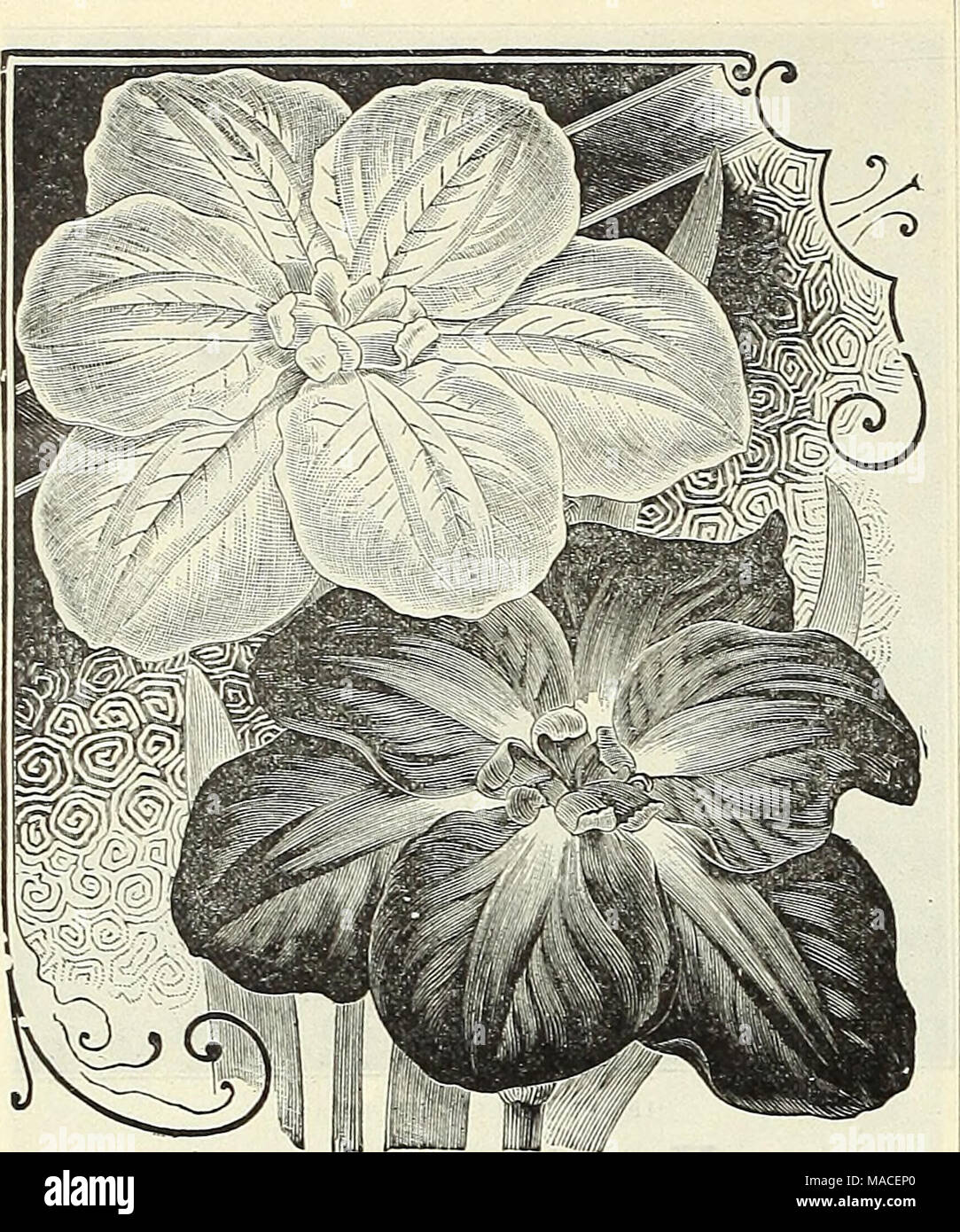 . Dreer's wholesale price list for 1903 : flower seeds, bulbs plants tools, fertilizers, insecticides, sundries, etc . ™ MI UB&amp;ikHf a IRIS KyEMPFERI ( JAPANESE IRIS) Iris Hybrida Pumila. An entirely new race of Iris, which has been obtained by cross- ing the early dwarf flowering varieties of Pumila with the best large &quot;flowered forms of Iris Germanica. Their period of bloom- ing is a trifle later than the Pumila section, with flowers almost as large and fully as showy and attractive in color as the Ger- man Iris. They are, no doubt, the forerunners of what is likely to prove an impor Stock Photo