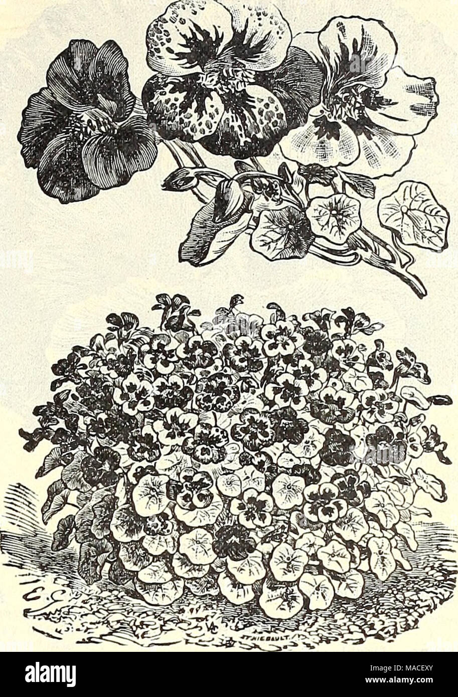 . Dreer's wholesale price list for 1903 : flower seeds, bulbs plants tools, fertilizers, insecticides, sundries, etc . DWARF CHAMELEON NASTURTIUM NasturtiumsâTall VarietiesâContinued. Oz. Orange. A fine deep shade Pearl. Creamy white Prince Henry. Cream spotted and tipped red Purple. Purplish crimson Rose. Fine color Scarlet. Brilliant ... Scarlet and Gold. Yellow foliage . . Spotted. Yellow spotted crimson Straw Striped Scarlet . Vesuvius. Salmon rose; dark leaved 10 Mixed. Best Quality, 10 lbs., $3.00 . . 10 Tall Lobb's Varieties. Asa Gray. Cream white .... .... 10 Brilliant. Bright scarlet  Stock Photo
