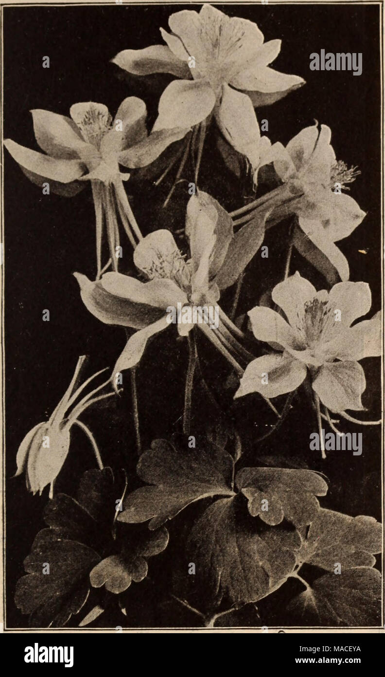. Dreer's wholesale price list / Henry A. Dreer. . AQUILEGIA OR COLUMBINE Tr. pkt.cOz. Acanthus latifolius 10 $0 15 Achillea. Ptormlca fl. pi.. &quot;The Pearl&quot; (Double White Yarrow). A fine white cut flower; blooms all summer , 50 3 00 Aconltum Napellus (Monkshood) 20 60 Affrostemma Coronarla. Brierht crimson 10 15 Alyssum Saxatlle Compactum, Yellow 10 30 Ampelopsis Veltchl (Boston Ivy). $1.50 per lb. . 10 15 ^nchusa Itallca Dropmore Variety 25 1 00 Anemone Coronarla. Mixed colors 15 50 St. BriKld. Semi-double, fine 25 1 00 Anthemls Tinctoria Kelwayi . ' ' 10 30 Aqullesla Callfornlca Hyb Stock Photo