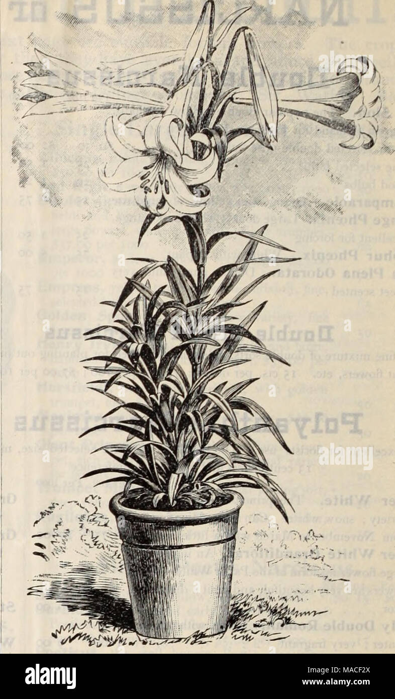 . Dreer's wholesale price list / Henry A. Dreer. . LILIUM H.ARRISII (BERMUDA EASTER LILY). Per 10!) S5 00 Auratum (Gold-banded Lily), 8 to 9 in 9 to II in . 7 50 11 to 13 in. 12 50 Batemanniae 7 50 Brownii 16 00 Canadense 7 00 Elegans Incomparable 6 00 &quot; Mixed 5 CX3 Excelsum (Isabellinum) . . 20 00 Qiganteum, extra fine bulbs, ^l.oo each. Humboldtii . 15 00 Per 1000 $45 00 70 00 Kramerii, soft rose color, beautiful 6 00 Pardalinum Pomponicum rubrum Superbum Speciosum (lancifolium) album. 8 to 9 in. LILIUM AURATU.M. 6 00 8 GO 7 00 5 00 9 to 11 in 6 00 &quot; &quot; roseum. S to 9 in 4 75 9 Stock Photo