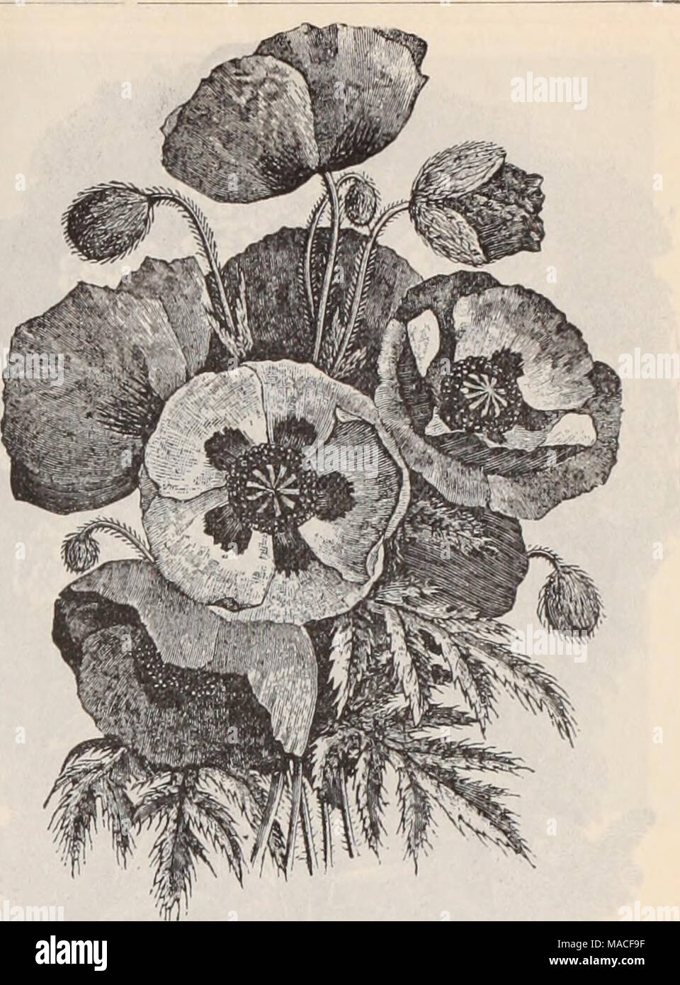. Dreer's wholesale price list / Henry A. Dreer. . Obientale Poppies. PhlOS (Moss Pinks). Per doz. Pe, ' 100. Subulata Alba. Pure white ; clumps . ) ?o 75 ^ &gt;5 00 &quot; Atropurpurea. Purplish rose. clumps . 75 5 00 &quot; Liiacina. Light lilac ; clumps. 75 5 00 &quot; Nelsoni. Pure white ; clumps . 75 5 oo- '' Rosea. Bright rose; clumps 75 5 00 &quot; The Bride. White with rosy eye ; clumps . 75 5 00 Amoena. Clumps 75 5 00 Divaricata Candensis. 2-inch pots . 75 5 00 New Perennial Phlox. The varieties listed below are the &quot;cream &quot; of recent intro- ductions, and are a superb collec Stock Photo