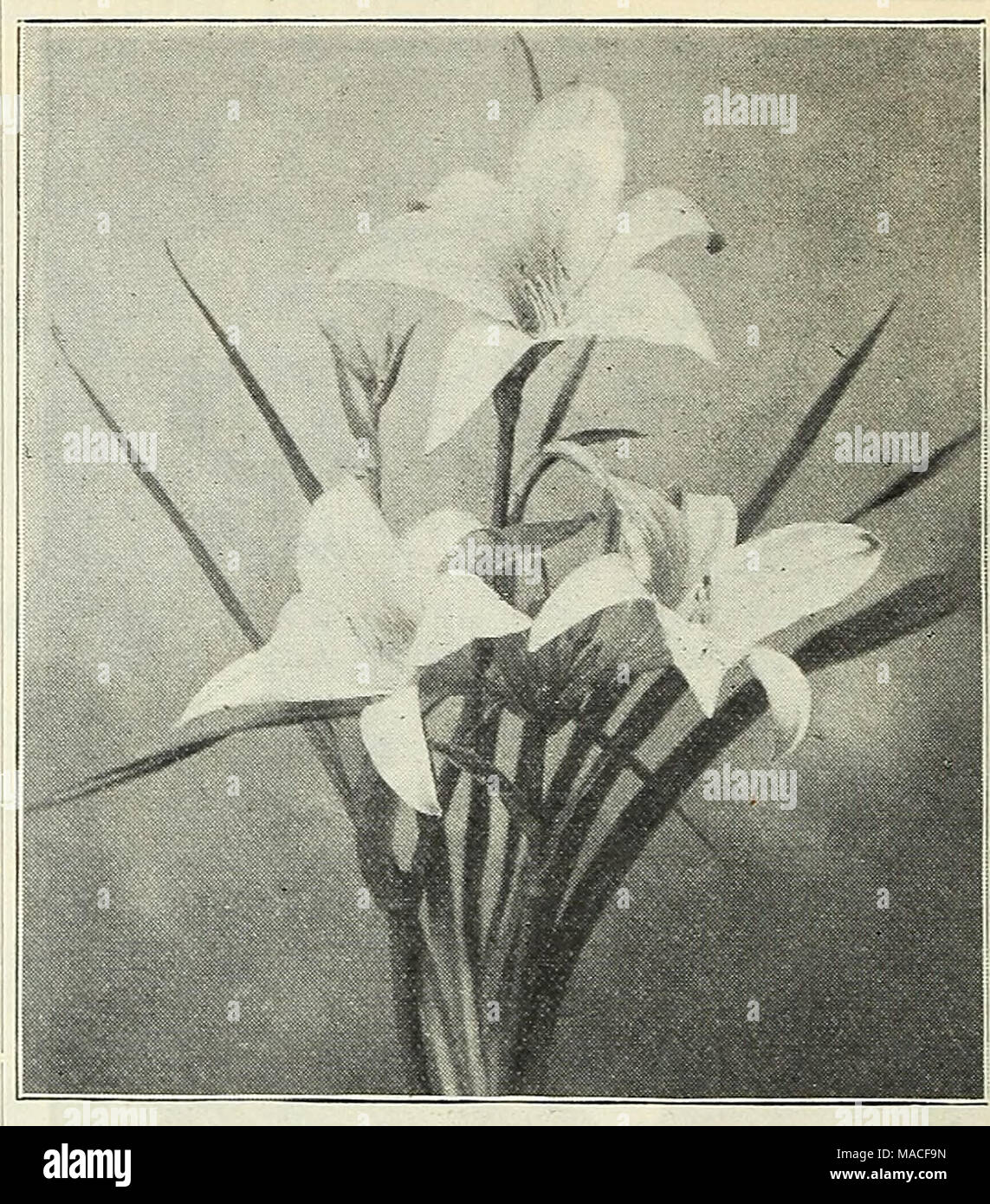 . Dreer's wholesale price list : seeds bulbs plants tools, fertilizers, insecticides, sundries, etc . 46 HENRY A. DEEER, 714 Chestnut Street, Philadelphia, Pa. Gentiana. (Gentian.) Per doz. &quot;Per 100 Andrews! (Closed Gentian) ^o 752i ;?6 co Angustifolia i oogjifJj'S oo Saponaria i oo 8 oo Geraninm. (Crane's Bill.) Sanguineum. Divisions 75 6 oo &quot; Album. Divisions .... 75 6 00 Ibericum. Divisions I 00 8 00 Gilleniat (Bowman's Root.) Trifoliata. Strong divisions I 00 8 00 Globnlaria. Trichosantha i 50 12 00 GypSOphila. (Baby's Breath.) Acutifolia. Strong plants 75 6 00 Paniculata. Strong Stock Photo