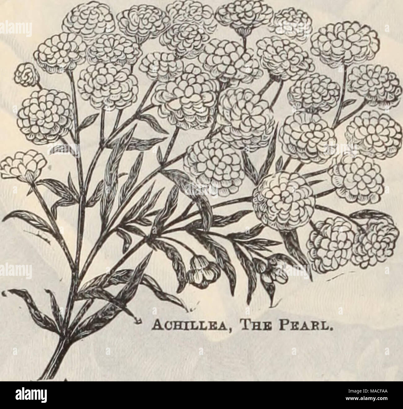 . Dreer's wholesale price list / Henry A. Dreer. . Achillea, Thb Pbabl. Achillea. (Milfoil.) Pertloz. Per loo. Filipendulina. Strong divisions 5 75 oo Millefolium Roseum. Strong divisions . 60 4 00 The Pearl. 3-inch pots 60 4 00 Tomentosum. Strong divisions i 00 8 00 Actsea. (Baneberry.) Japonica. A Japanese introduction producing dense spikes of pure white flowers not unlike our native Baneberry, but while our native species flowers during June, the Japanese form does not come into bloom until September and lasts well through October, a time when all kinds of flowers are scarce in the garden, Stock Photo