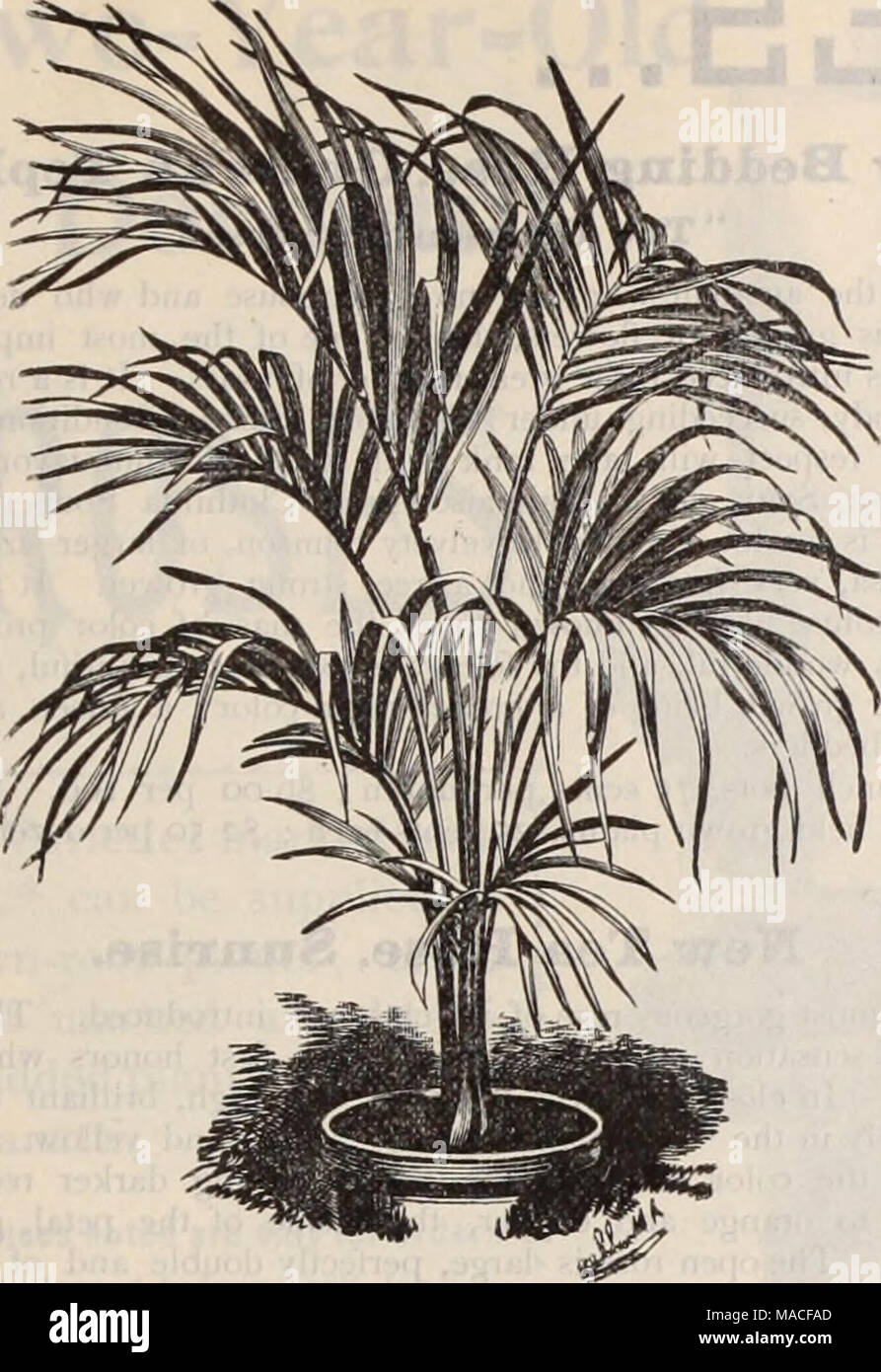 . Dreer's wholesale price list / Henry A. Dreer. . Eentia Bblmobeaka. Kentia Belmoreana. We call special attention to the 2)^ and 3-inch pot sizes; they are extra fine, pretty, graceful plants, and will make good substitutes for Cocos Weddeliana for centres of Fern dishes, etc., during the present scarcity of that variety. In. pots. Leaves. Height. Per doz. Per 100 Per 1000 2^ 3 to 4 Sins. 50 5l2 00 5100 00 3 4 to S 10 to 12 &quot; 3 00 25 00 200 00 4 S to 6 IS &quot; 4 SO 35 GO Each. Per doz. 6 6 24 &quot; I 25 15 00 6 6 to 7 26 to 28 '&lt; I 50 18 00 Kentia Forsteriana. In. pots. Leaves. Hei Stock Photo