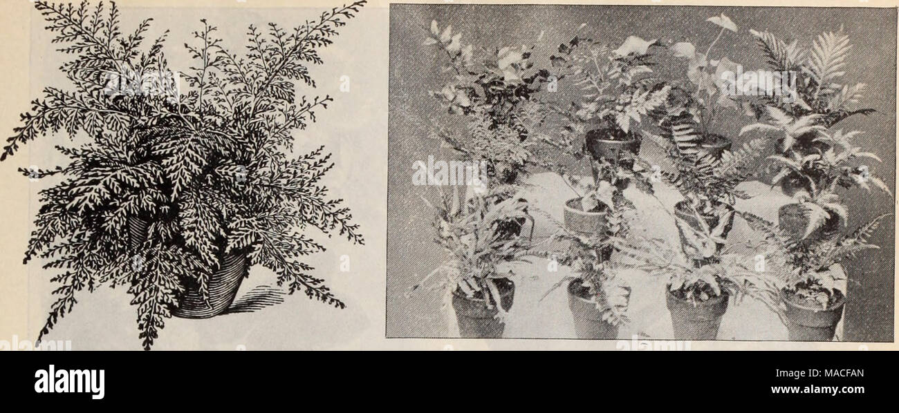 . Dreer's wholesale price list / Henry A. Dreer. . Davallia Stbicta. Collection of Ferns. FINE FERNS —General Collection.—Cont. Inch pots. Asplenium Obtusilobum 3 Blechnum Occidentale 2^ 3 Cyrtomlum Falcatum 2^ 3 &quot; Fortiinei 2% 3 &quot; Caryotidium 2^ Davallia Fijiensis Plumosus .... 3 &quot; Stricta 2% &quot; 3 &quot; 4 &quot; 5 Dictyogramme Japonica 3 &quot; &quot; Variegata . 3 Didymochlena Trancatula 3 .... 4 Gymnogramme Sulphurea . . 2% Lastrea Aristata Variegata .... 2^ .... 3 &quot; Chrysoloba 2^ &quot; Opaca 2^ Lomaria Ciliata 2^ &quot; Gibba 21^ Lygodlum Scandens 2% It (( ^ &quot Stock Photo