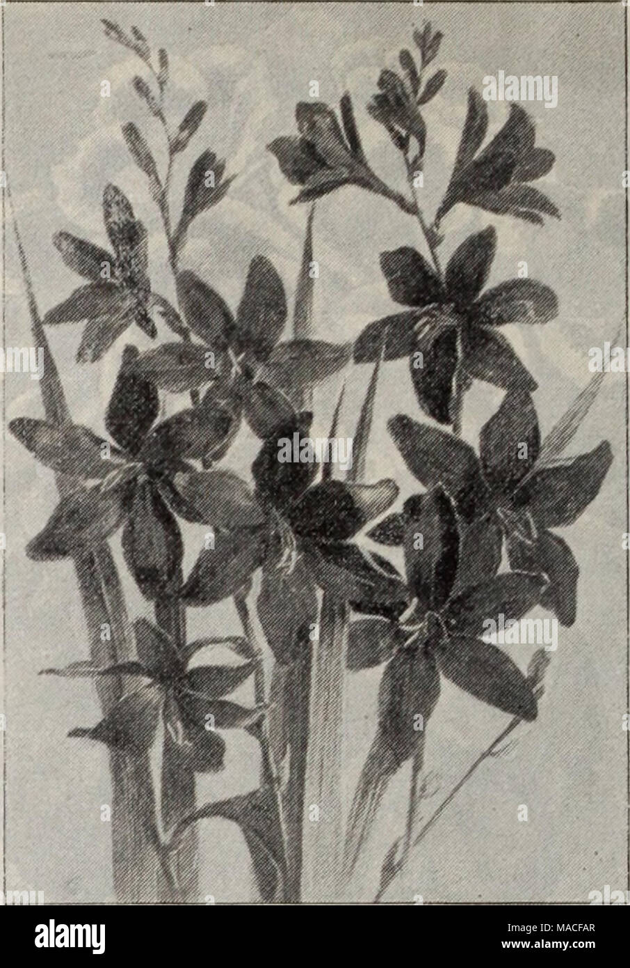 . Dreer's wholesale price list / Henry A. Dreer. . MONTIIULTIA GeBUAMa. Manettia. Per doz. Per 100. Bicolor. 2^-inch pots 60 55 00 Cordifolia. 3 &quot; &quot; 75 6 00 Montbretia Crooosmiseflora Germania. (The New Giant Montbretia.) This new Montbretia has been under our observation for the past four years, when it first originated, and we can fully endorse the originator's description, which follows herewith : &quot; This splendid acquisition is the result of a cross between Crocosmia aurea imperialis and some varieties of Montbretia. Having inherited the vigorous growth of the Crocosmias, it, Stock Photo
