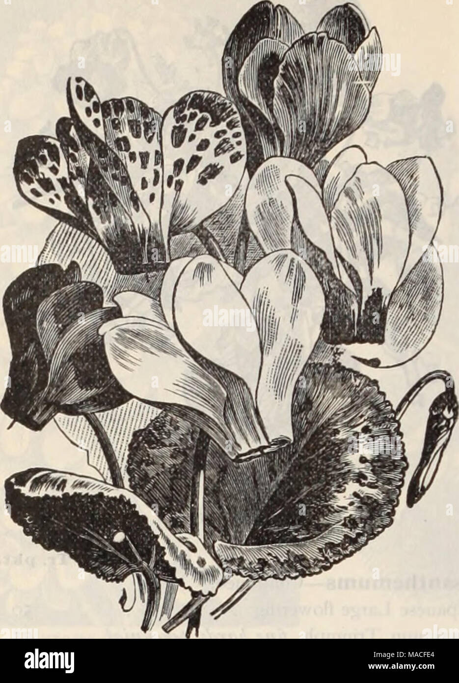 . Dreer's wholesale price list / Henry A. Dreer. . Cyclambn Persicom Giganteum. Tr. pkt. Oz. Cyclamen persicum, finest mixed 30 I 25 Papilio (new Butterfly Cyclamen) . . 35 100 1000 seeds, seeds. per. giganteum, pure while 75 6 00 &quot; &quot; white with cannine eye ... 75 6 00 &quot; &quot; rose 75 6 00 &quot; &quot; blood red 75 6 00 &quot; &quot; mixed 60 5 00 &quot; &quot; double flowering, 25 cts. per pkt. Dahlia, Large flg., double mixed 25 I 00 Small flg. (pompone) double mixed .... 25 I 00 [ Cactus, double mixed 30 I 50 Single striped mixed {^gracilis') 15 5° &quot; mixed 10 30 &quot; Stock Photo