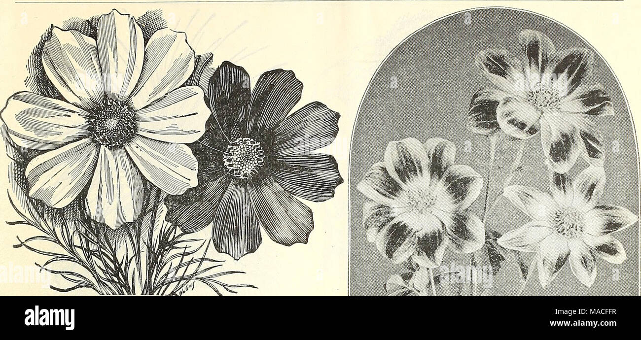 . Dreer's wholesale price list : seeds bulbs plants tools, fertilizers, insecticides, sundries, etc . COSMOS. Cobaea (Cups and Saucers Vine). One of tile best climbers, will cling to any rough surface. Always a good sale for plants of this. Seed should be sown early and placed edgewise in the flats. Tr. pkt. Oz. Scandens. Purple $o lo $o 30 &quot; alba. White ... ... 20 75 Coccinea. Indica. . climber of the gourd species 15 50 Coleus. Dreer's Hybrid, mixed. Saved from a fine collection and usually producing some high colored sorts. 50 cts. per trade pkt. Hybridus Ornatus (novelty), ^ cts. pe Stock Photo