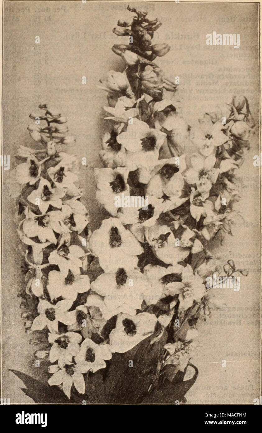 . Dreer's wholesale price list / Henry A. Dreer. . (iOLD MEDAL HYBRID DELPHINIUM (offered on page 30) Eupatorium. Perdoz. Per 100 Ageratoldes. 3'/2-inch pots $0 85 $6 00 Ccelestlnum. 3-inch pots 85 6 00 Maculatum. 4-inch pots 85 6 00 Euphorbia (Milk Wort). Corollata. Strong roots 85 6 OO Cyparlsslas. 3'/2-inch pots . 1 50 10 00 Polychroma. 4-inch pots 1 50 10 00 Hardy Ferns. Adiantum Pedatum (Hardy Maiden Hair) 1 50 10 00 Aspidlum Acrostlcholdes (Wood Fern) 85 6 00 Marglnale 1 00 7 00 Qoldianum (Shield Fern) 1 50 10 00 &quot; Nova boracense 85 6 00 Asplenlum Felix-foemlna 100 7 00 Cragii Lacln Stock Photo