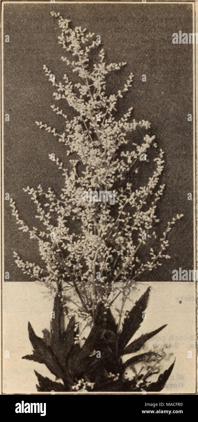 . Dreer's wholesale price list / Henry A. Dreer. . ARTEMISIA LACTIFLORA Artemisia. Per doz. Per lOO Lactiflora. Panicles of creamy white Spiraea-like flowers 11 50 $10 00 Abrotanum. 4-inch pots 85 6 00 Pedemontana. 4-inch pots 85 6 00 Purshiana. 4-inch pots 85 6 00 Stellariana. 3-inch pots 85 6 00 Asclepias (Butterfly Weed). Incarnata Rosea. Strong plants 100 700 Tuberosa. Strong two-year field roots 85 6 00 New Hardy Asters. Abendroth (Evening Glow). One of the most effective September and October flowering varieties with rosy-red flowers. Beauty of Ronsdorf. Forms densely branched symmetrica Stock Photo