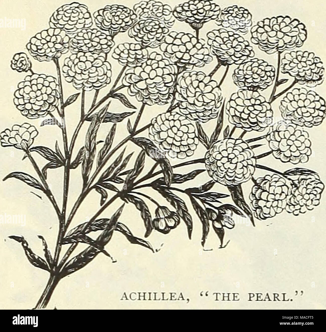 . Dreer's wholesale price list : bulbs plants flower seeds, vegetable seeds, grass seeds, fertilizers, insecticides, tools, etc . ACHILLEA, &quot;THE PEARL.&quot; Per doz. AcÂ£ena iVIicrophylla. 3-inch pots ... $1 50 Acanthus Latifolius. 4-inch pots ... 2 00 riollis. 4-inch pots 2 00 Aconitum, Barbatum. Strong .... i 25 Fisheri. Strong i 25 Napellus. Strong i 25 Uncinatum. Strong i 25 Achillea Filipendula. Strong divisions. 75 nillefolium Roseum. 3-inch pots . 75 &quot;The Pearl.&quot; 3-inch pots 75 Tomentosa. Strong divisions 75 Eupatorium. Strong divisions .... i 00 Actaea, Spicata Alba (Wh Stock Photo