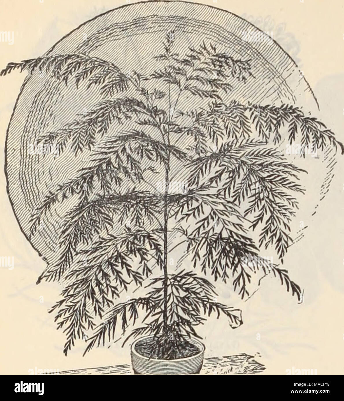 . Dreer's wholesale price list / Henry A. Dreer. . Gbevillea Robusta. Tr.pkt Oz. Orevillea roY&gt;ista.,yine ornamen/a/p/an/ ... 15 40 Qypsophlla elegans 10 paniculata (Baby's Breath) 10 15 Hellanthus, globosus fistulosus Dahlia Sun/lower 10 nanus fl. pi. {Globe of Gold ) 10 15 cucumerifolius [miniature Stinflower) ... 10 15 &quot; grandiflorus &quot; Stella&quot;. ... 10 25 Oscar Wilde 10 Helichrysum monstrosum, double mixed ... 10 30 Heliotrope, finest mixed 20 75 Lemoine's Giant Hybrids 40 2 00 lielipterum Sanfordi, Everlasting 10 25 Meuchera sanguinea, 30 I 50 Heliopsls Vitcheria-nus, gol Stock Photo