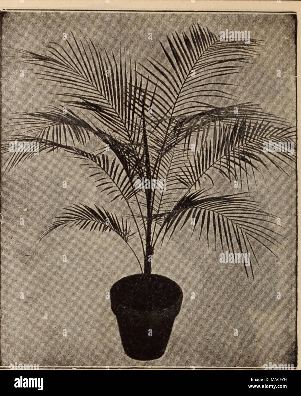 . Dreer's wholesale price list / Henry A. Dreer. . COCOS WEDDELIANA Bactris Major. A rare and unique Palm, interesting on account of the long spines with which both surfaces of the leaf are covered. 4-inch pots, $1.00 each. Calimeris Ciliata. A splendid collection Palm of so-termed climbing habit. 3'/z-inch pots, $3.00 each. Caryota Bla4icoii. A rare variety of the Fish-tail Palm. 4-inch pots, $2.50 per doz. Caryota Urens. 2'/i-inch pots, $1.25 per doz.; $8.00 per 100. Cocos Weddeliana. We have nearly an acre of glass devoted to this most graceful of all Palms. Splendid, thrifty stock, of rich Stock Photo