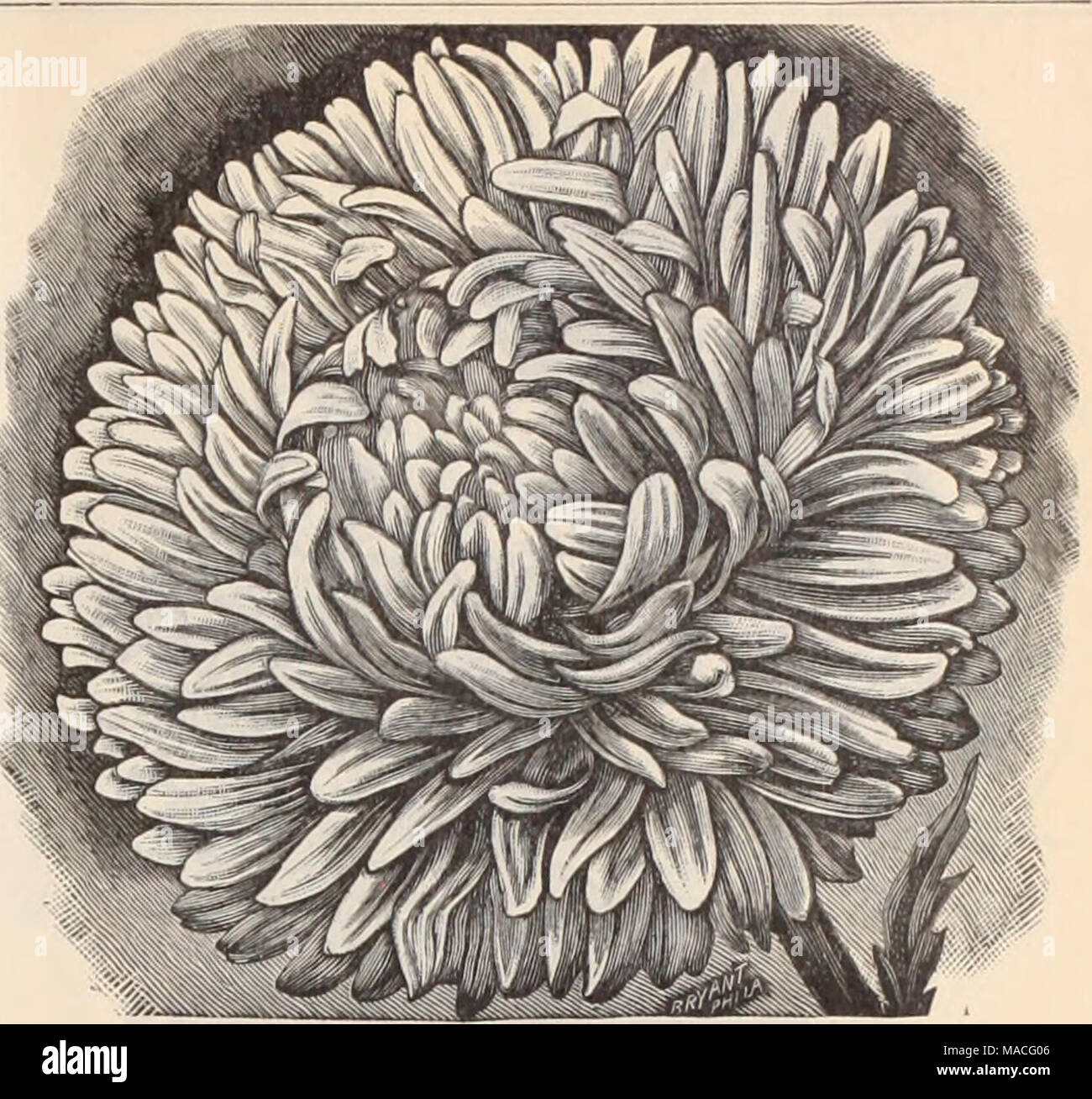 Dreers wholesale price list  Henry A. Dreer. . Victoria Astek. SEMPLES  iiBANCUINtt ASTBK. A S TERS— Con tinned. Triumph, deep scarlet white  Victoria, peach blossom pink dark scarlet light blue