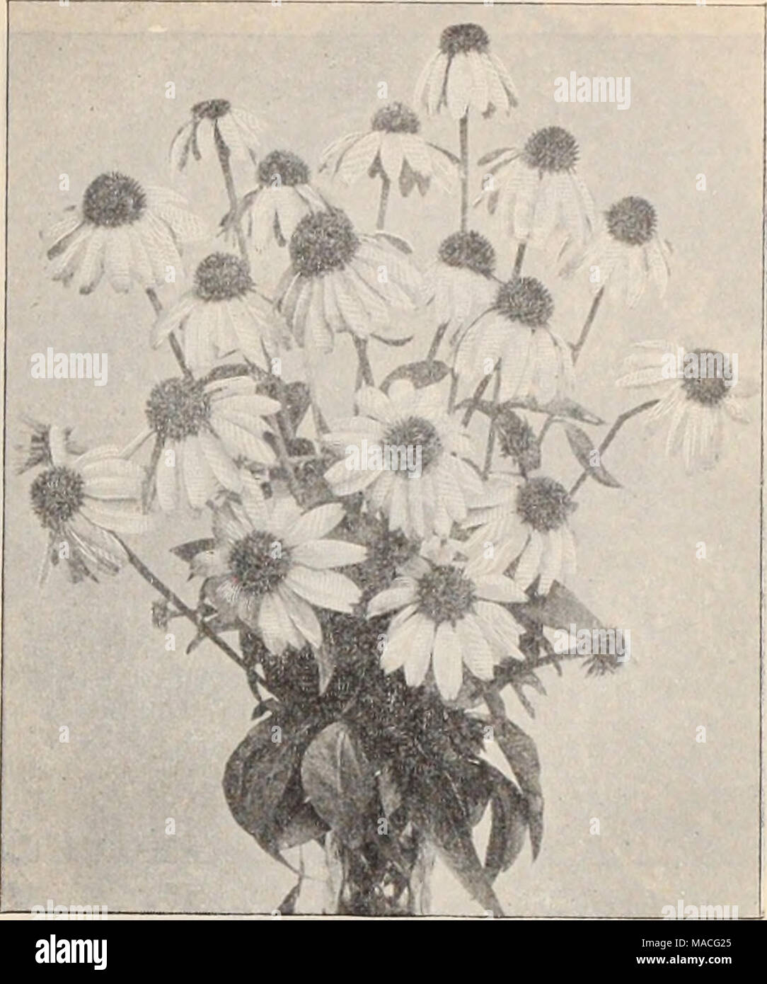 . Dreer's wholesale price list / Henry A. Dreer. . Echinacea. DictamnnS (Gas Plant). Per doz. Fraxinella. Pink, very strong 1 00 Fraxinella Alba. '* l 25 Dielytra or Dicentra. Speotabilis. Strong 1 25 Eizimia. Strong 1 00 Digitalis (Fox Glove). Strong plants i 00 Doronicnm (Leopards Bane). Austriacum. Strong plants l 00 Oaucasicum. &quot; i 50 Excelaum. &quot; 1 25 Draba (Whitlow Grass). Androsacea. 2i-inch pots 75 Echinacea (Rudbeckia). Purpurea. Strong divisions 1 00 Epimedinm (Barrenwort). Lilacea. Lilac, strong plants 2 00 Macranthum. Purple lilac, strong plants 2 00 Niveum. Pure white, st Stock Photo