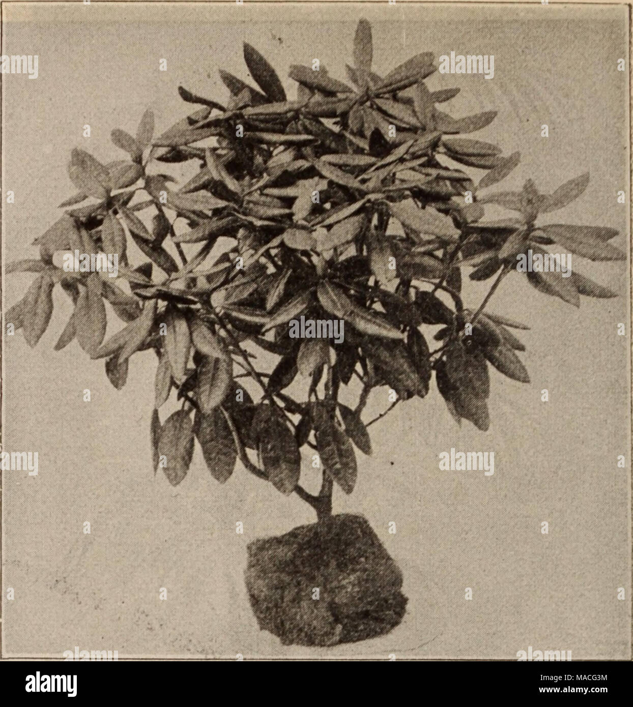 . Dreer's wholesale price list / Henry A. Dreer. . FORCING RHODODENDRON Smilax. 2'4-inch pots, 50 cts. per dozen; $3.50 per 100. Swainsona. Qaleslfolia Alba. 3-inch pots, $1.00 per doz.; $7.00 per 100. Stigmaphyllon Ciliatum. (Brazilian Golden or Orchid Vine.) One of our most beautiful flowering climbers, either for the greenhouse or open air. 15 cts. each; $1.50 per doz. Sparmania Africana. A good, winter flowering plant for the amateur's conservatory or window garden. 3-inch pots, 15 cts. each; $1.50 per dozen. Thunbergia Harrisii. A splendid winter flowering greenhouse climber, with showy,  Stock Photo