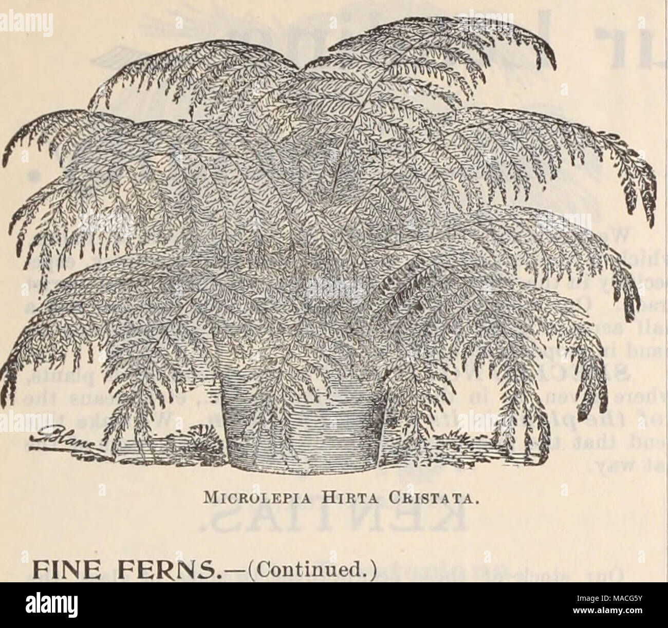 . Dreer's wholesale price list / Henry A. Dreer. . FINE FERNS.-(Continued.) Size pots Cyrtomium Falcatum 2 '' Opaca.. U ii Lomaria Ciliata. Nephrodium Hertipes. 3 &quot; &quot; 4 Davallia Stricta 2J &quot; 3 &quot; Fijiensis Plumosus 3 &quot; &quot; Majus 3 Dictyogramma Japonica 3 Didymochlaena Truucatula 3 Doodia Aspera multifida 2J &quot; &quot; &quot; 3 Qymnogramma Sulphurea 3 Lastrea Aristata Variegata 2 3 &quot; Chrysoloba 2} '« &quot; 3 2i 3 n 3 Lygodium Scandens 3 &quot; Dichotomum 3 Microlepia Hirta Crista 2J &quot; 3 3 5 3 2i n 3 4 6 4 4 3 n 3 5 2 3 3 2} 3 3 3 2} 3 4 2 3 3 2 3 Nephro Stock Photo