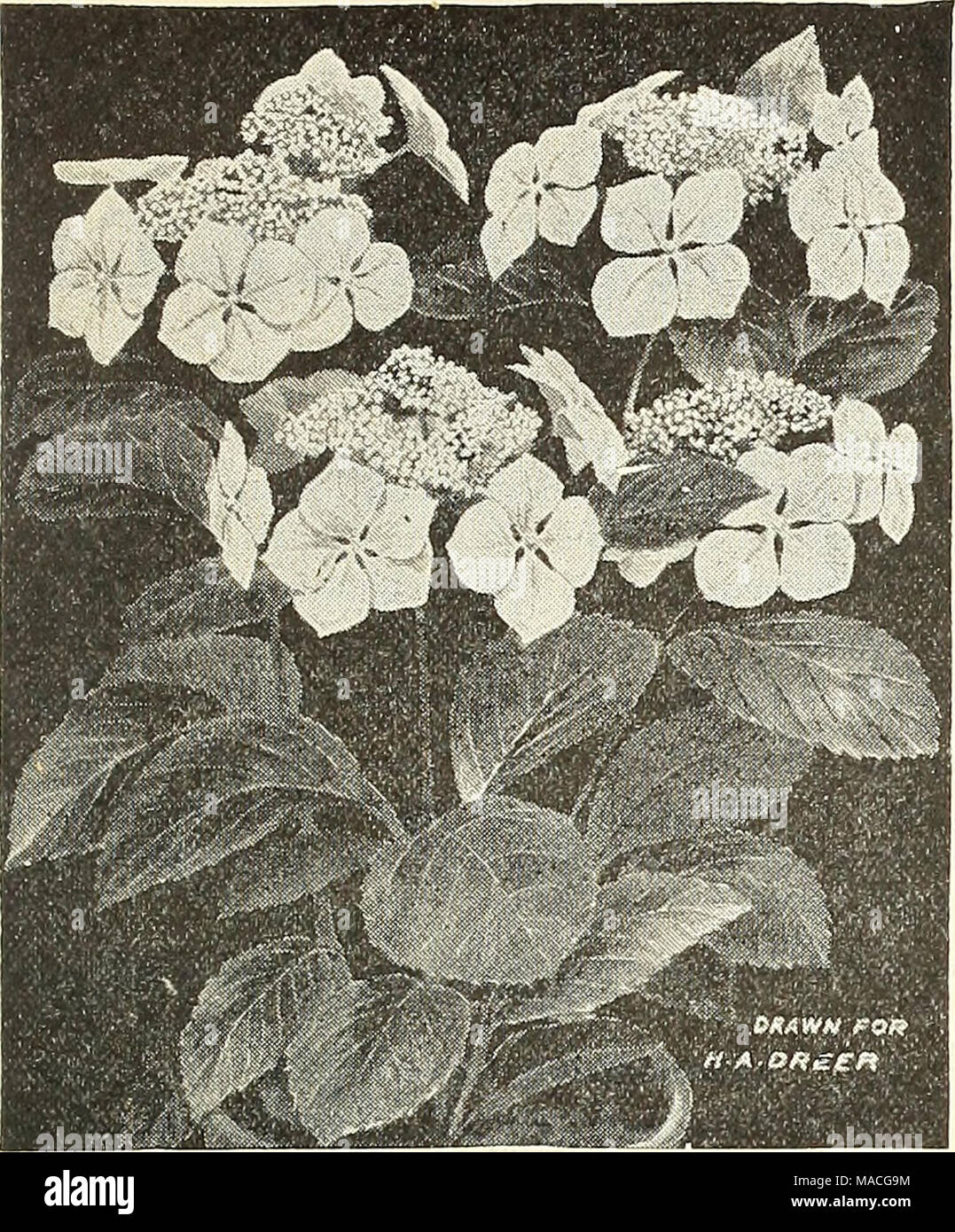 . Dreer's wholesale price list summer edition 1902 July to August : seasonable flower and vegetable seeds, fertilizers, tools, etc., etc . HYDRANGEA HORTENSIS MARIESII. Genista Fragrans. A nice lot of 4-in. pot plants, $2.00 per doz.; $15.00 per 100. Hydrangea Hortensis Mariesii. One of the most distinct and effective varieties yet introduced. It is especially remarkable for the large size and distinct color of its sterile flowers, which are fully 3 inches across ; of a light pink color tinted with mauve. A variety that we have every reason to believe will become popular as a forcing plant whe Stock Photo
