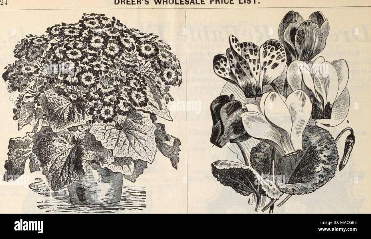 . Dreer's wholesale price list / Henry A. Dreer. . Cineraria—Dbekk's Pkizb Dwarf. Note.—Our New Prize Strain of Cinerarias cannot be stir- passed, either for size of flower or variety in coloring. All desiring the best shouldprocuj-e this selection. Tr. pkt. Tr. pkt. Cineraria hybrida choice mixed, tall &quot;(^ van- . $o 50 hybrida choice mixed, dwarf . J fine. . 5° hybrida, Dreer's Prize, tall ) the finest strains 60 I 00 &quot; &quot; &quot; dwarf i offered 60 I 00 hybrida double mixed 60 I 00 Tr. pkt. Oz. Coreopsis lanceolata,yf«(' perennial 10 25 lanceolata grandiflora, largeyello'v ....  Stock Photo