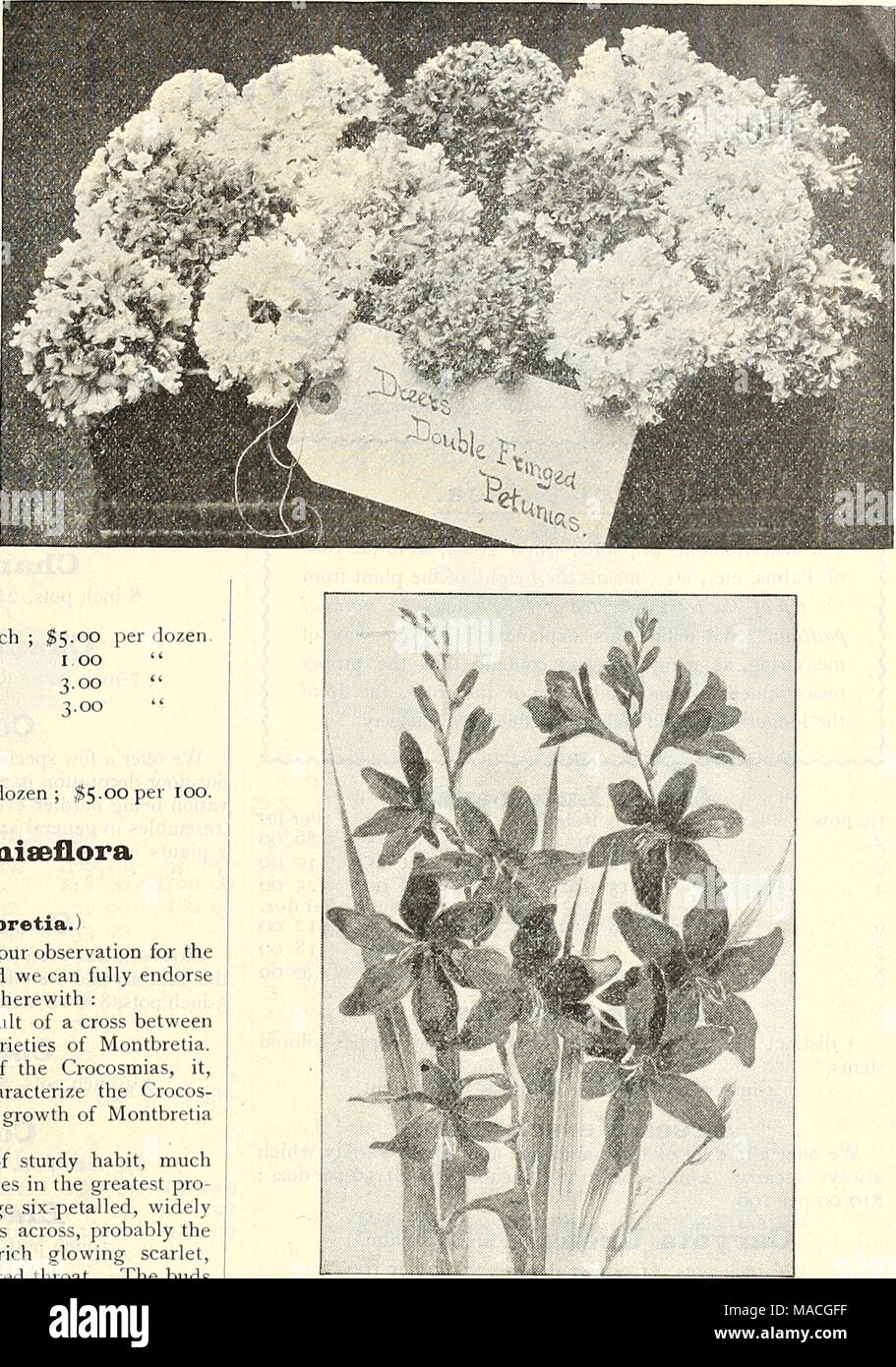 . Dreer's wholesale price list for 1902: flower seeds, bulbs, aquatics plants vegetable seeds, tools, implements, fertilizers, etc., etc . MONrBRFTIA CROCOSMI^FLORA GERMANIA. Pelargoniums. A selection of twelve'choicest varietres, strong 3-inch pots, ^1.25 per dozen ; ;$io.ooper 100. Phormium Tenax Variegata. The variegated New Zealand Flax, 4-inch pots, 50 cents' each; $5.00 per dozen. Plumbago. Per doz. Per lOO Capensis. 2J4'inch pots So 75 $6 00 &quot; Alba. 2j^-inch pots 75 6 00 Coccinea Superba. 234;-inch pots .... i 00 8 00 Pandanus. Veitchi. Fine 6-inch pots, $1.00 each . 12 00 Utilis.  Stock Photo