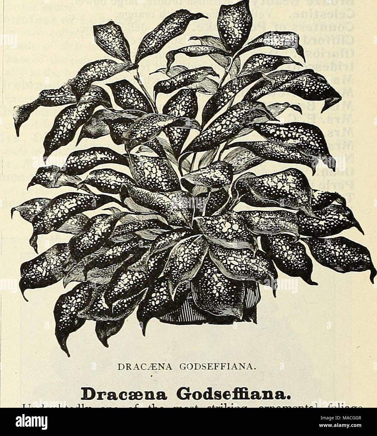 . Dreer's wholesale price list for 1902: flower seeds, bulbs, aquatics plants vegetable seeds, tools, implements, fertilizers, etc., etc . DRAC^NA GODSEFFIANA. Dracaena GodsefB.ana. Undoubtedly one of the most striking ornamental foliage plants of recent introduction. The plant is of an entirely differ- ent habit and appearance from all other Dracsenas. It is of free-branching habit, and throws out many suckers from the base so as to form beautiful, compact, graceful specimens in a very short time. Its foliage is broadly lanceolate, 5 to 6 inches long, and 2 to 3 inches wide, of a strong leath Stock Photo