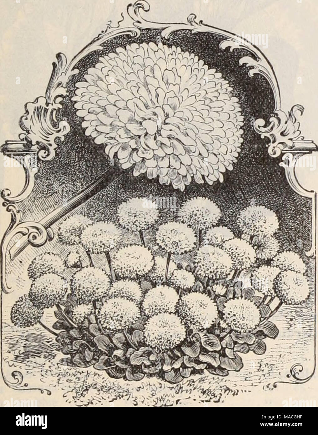 . Dreer's wholesale price list / Henry A. Dreer. . -J^yS;' , J. Bellis Perbnnis. Double Snowball. Achillea ptarmica, double white, hardy .... Alyssum maritimum {Sweet Alys^um) lb. $l./^o Tom Thumb, dtvarf, coinpact, lb. $2.00 . Little Gem, &quot; While Carpet,'^ very d^varf. saxatile compactum, yellow perennial . . Ampelopsis Veitchii [Boston or Japanese Ivy) lb. $1.50 Antirrhinum majus, mixed, extra fine strain . Firefly, hri'^ht red Queen of the North, white Niobe, white and crimson Nanum picturatum, striped Tom Thumb, yellow &quot; &quot; mixed. Giant, 'while &quot; scarlet &quot; yellow .  Stock Photo