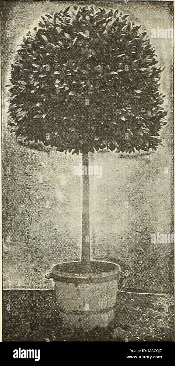 . Dreer's wholesale price list for 1902: flower seeds, bulbs, aquatics plants vegetable seeds, tools, implements, fertilizers, etc., etc . STANDARD OR TREE-SHAPED BAY TREE. Bay Trees (Laurus Nobilis). Standard or Tree-Shaped. Each Stems, 48 inches high ; crowns, 18 inches in diameter $2 50 48 Stems 45 mches high ; crowns 26 to 28 inches in diameter, $6.03. Stems 45 inches high ; crowns 30 to 34 inches in diameter, $7.50. Stems 48. inches high ; crowns 34 to 36 inches in diameter, $10.00. Stems 40 inches high ; crowns 48 inches in diam- eter, $15.00. Pyramidal - Shaped 2}4 to 3 feet high, 15 in Stock Photo