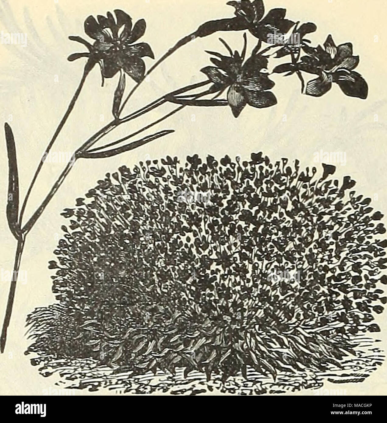 . Dreer's wholesale price list for 1902: flower seeds, bulbs, aquatics plants vegetable seeds, tools, implements, fertilizers, etc., etc . LOBELIA, CRYSTAL PALACE COMPACTA. Lavandula spica (Zaz'^wi/cr) X-.a.'y'xZi i^%2im, yellow tipped'lohite . . Linaria cymbalaria [Kenikuorth Ivy) .... cymbalaria alba Linum grandiflorum rubmm {Scarlet Flax) . Lobelia, Crystal Palace compacta, true .... Emperor William, daj-k blue gracilis, light blue, ti-ailing Prima Donna, ci-intson .... ... White Gem, pure &quot;white, compact Speciosa (Crystal Palace), dark blue, tj-ailiiig duplex, double blue Barnard's P Stock Photo