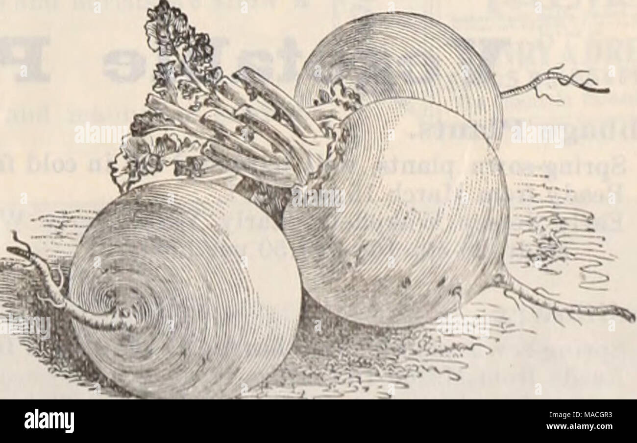 Dreer S Wholesale Price List Henry A Dreer Turnip