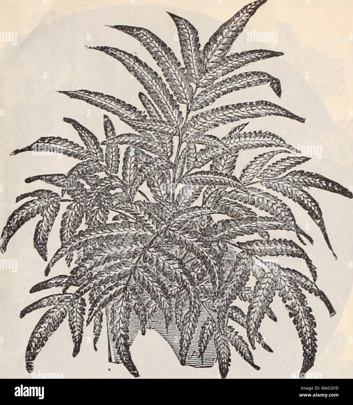 . Dreer's wholesale price list / Henry A. Dreer. . La.strea Aristata Variegat.. Platycerinm Stemmaria or IBtliiopica. {&quot; Stag-horn Fern.&quot;) This is a noble-looking Fern. The barren I'onds are very broad, and the fertile ones, which are usually produced in pairs, are divided into two broad lobes and these again terminate in two obtuse lobes. Cer- tainly one of the most imposing of the Stag-horn variety. (See cut. ) $2.00 each. General GoUsctioi^ of perils. Adiantum Caudatum. &quot; Cuneatum Grandiceps. Variegatum Decorum. Doiabriformis. Le Grand i . .. Mundullum Pubesceus .... Tenerum Stock Photo