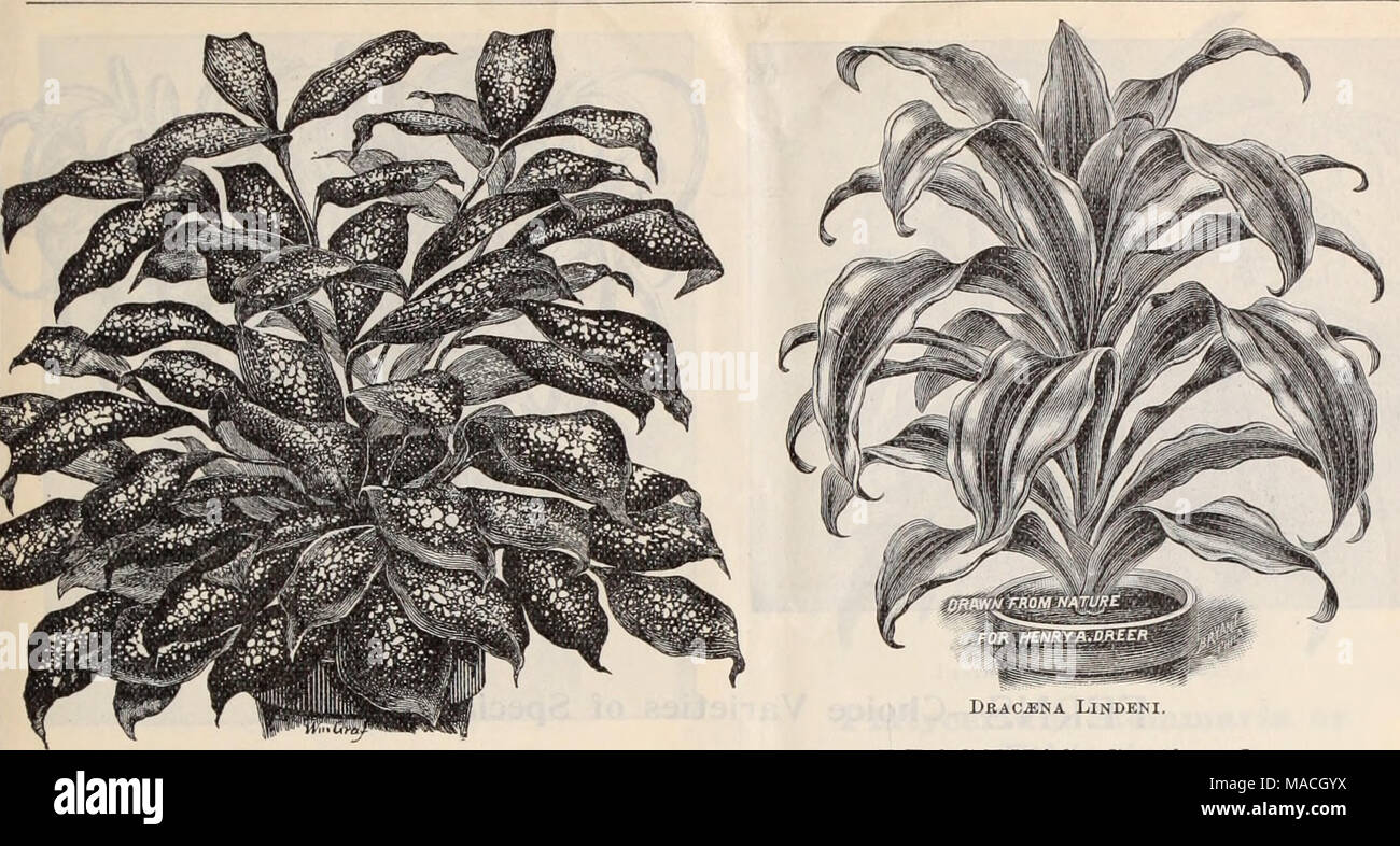 . Dreer's wholesale price list / Henry A. Dreer. . Drac^na Godseffiana. DRAC/ENAS. Dracaena Godseffiana. Undoubtedly one of the most striking new ornamental foliage plants of recent introduction. As shown in the illustration, the plant is of an entirely different habit and appearance from all other Dracaenas ; it is of free-branching habit, and throws out many suckers from the base so as to form beautiful, compact, graceful specimens in a very short time. Its foliage is broadly lanceolate, 5 to 6 inches long, and 2 to 3 inches wide ; of a strong leathery texture ; rich dark green color, densel Stock Photo