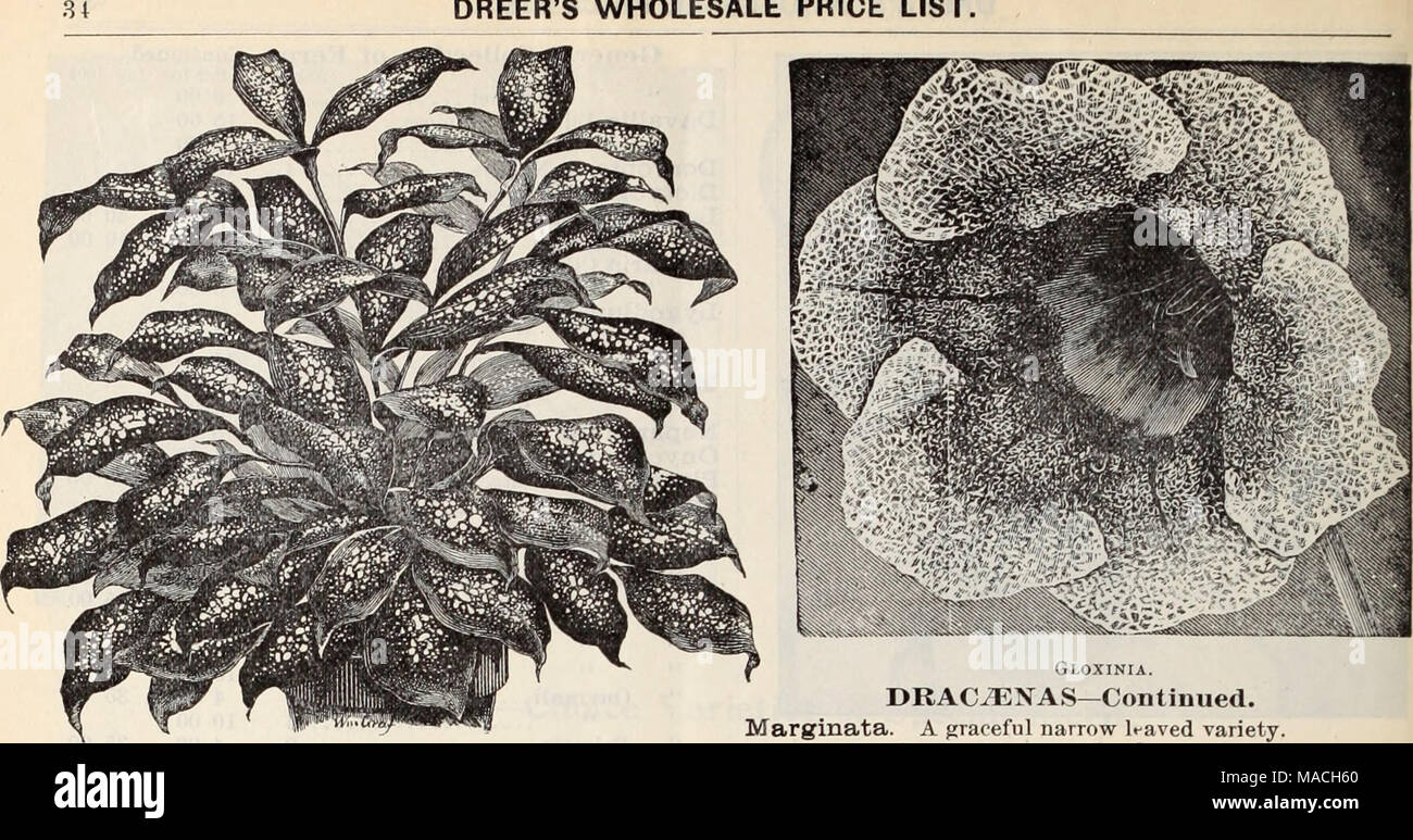 . Dreer's wholesale price list / Henry A. Dreer. . UBAf'aSNA GODSKIFIANA. DRAC^NAS. Dracaena Godseffiana. Undoubtedly one of the most striking new ornamental foliage plants of recent introduction. As shown in the illustration, the plant is of an entirely different habit and appearance from all other Draca;nas ; it is of free-branching habit, and throws out many suckers from the base so as to form beautiful, compact, graceful specimens in a very short time. Its foliage is broadly lanceolate, 5 to 6 inches long, and 2 to 3 inches wide ; of a strong leathery texture ; rich dark green color, dense Stock Photo