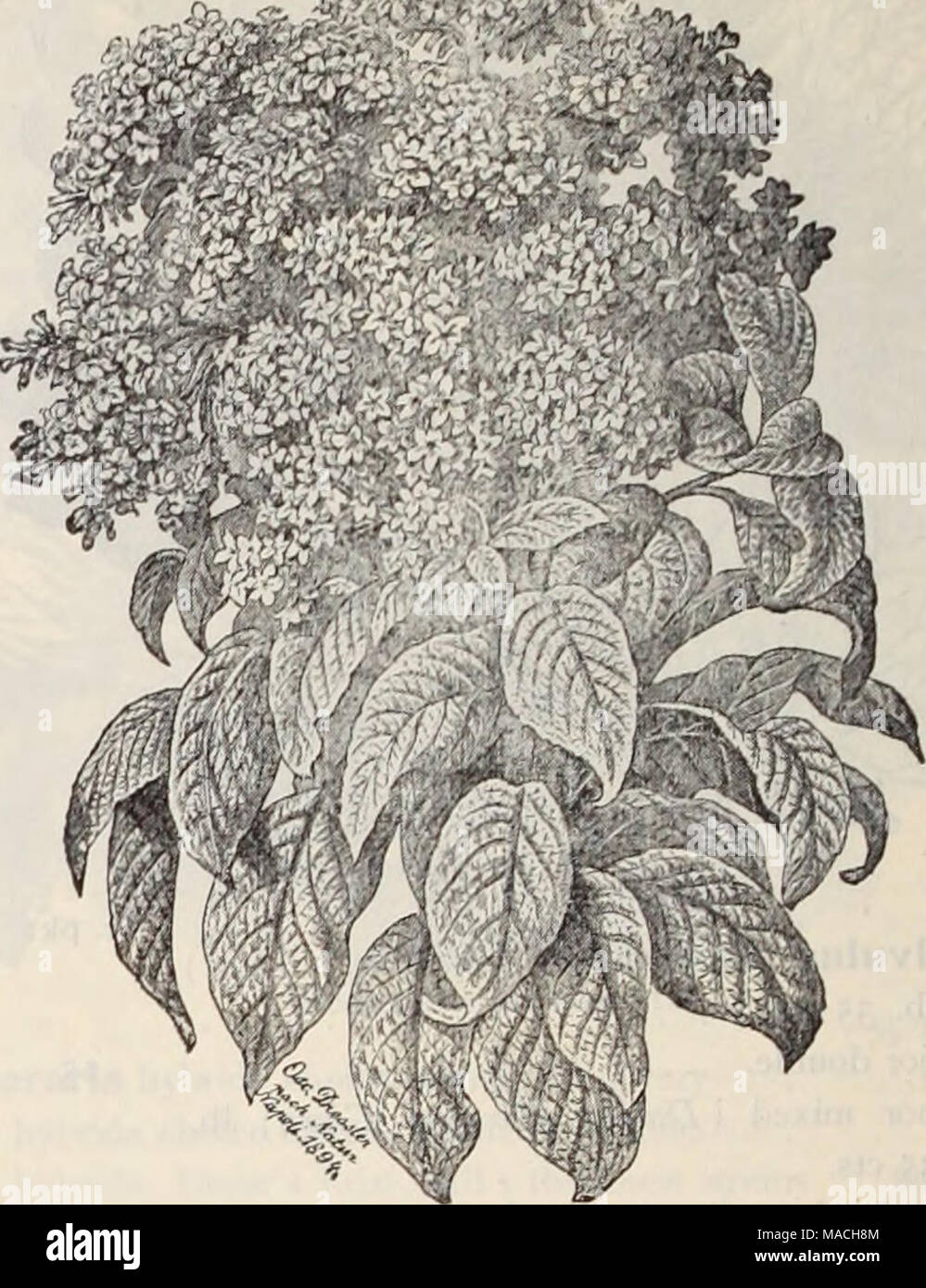 . Dreer's wholesale price list / Henry A. Dreer. . Heliotrope. Lemoine's Giant. Grevillea robusta, y?//^' ornamental plant . . Qypsophila elegans paniculata [Baby's Breath) Helianthus, globosus fistulosusSmi/oiver nanus fl. pi. ( Globe of Gold ) cucumerifolius [miniature Sunjlouier) . . &quot; grandiflorus &quot; Stella &quot;. . &quot; Orion (new) Oscar Wilde Helichrysum monstrcsum, double mixed . . Heliotrope, finest mixed Leraoine's Giant Hybrids Heuchera sanguinea, /ine perennial. Heliopsis Pitcherianus, golden yellow Hibiscus africanus, cream color, broivn centre . &quot; Crim.son Eye &qu Stock Photo