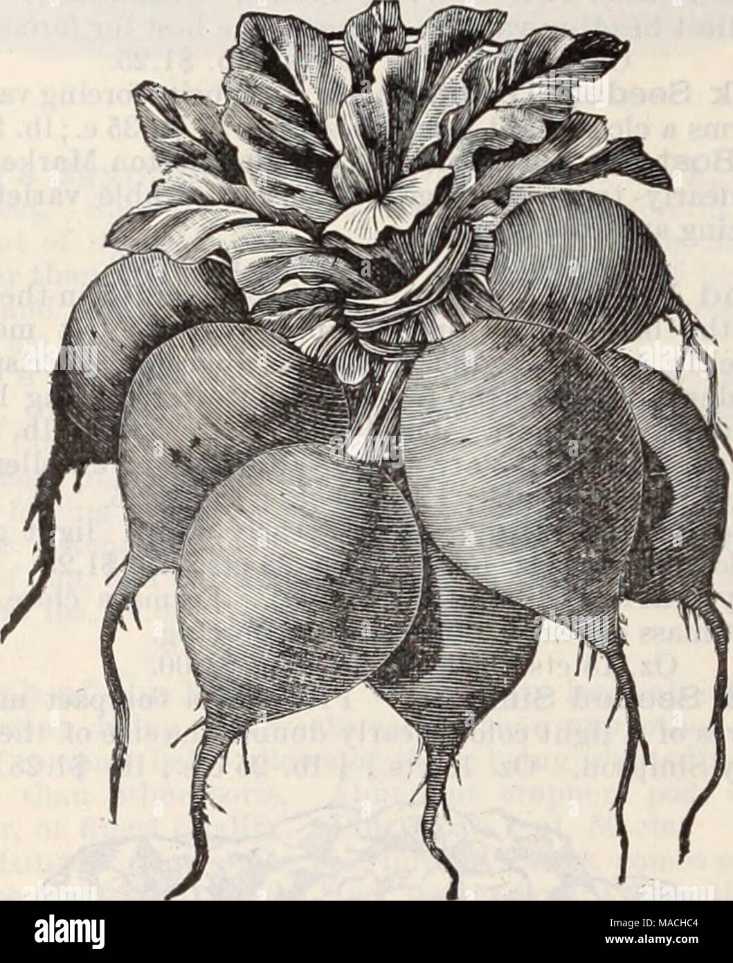 Dreer S Wholesale Price List Henry A Dreer Cakui Nai Olobk I Esi Forcing Kadish Radish Cardinal Globe This Is The Very Best Forcing Variety For Market Gardeners And Truckers It Is