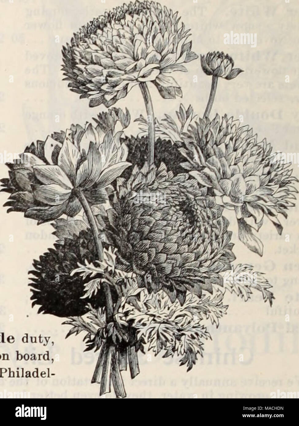 . Dreer's wholesale price list / Henry A. Dreer. . DOUBLE Anemones. 50 $4 50 80 7 00 60 5 00 Per doz. Per 100 Per 1000 Ag^apanthus umbellatns, blue $1 00 $8 00 &quot; &quot; white 1 50 10 00 Allium aureum (moly. luteum) 10 &quot; Hermetti grandiflorum 15 &quot; Neapolitanum, an excellent variety for forcing, large clusters of white flowers 10 Amaryllis Aulica platypetala 6 00 &quot; Bella Donna Major, rose.. 1 00 8 00 &quot; Formosissima 30 2 00 &quot; Johnsonii, selectedlarge bnlbs... 2 50 20 00 &quot; Prince of orange 6 00 &quot; Regina 2 00 15 00 &quot; Vitatta Hybrids 3 00 &quot; Valotta p Stock Photo